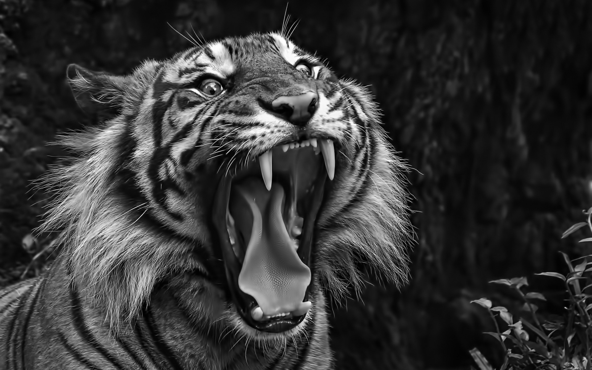 1920x1200 ... Tiger Backgrounds | Animals Wallpapers | Pinterest | Tiger ... White ...