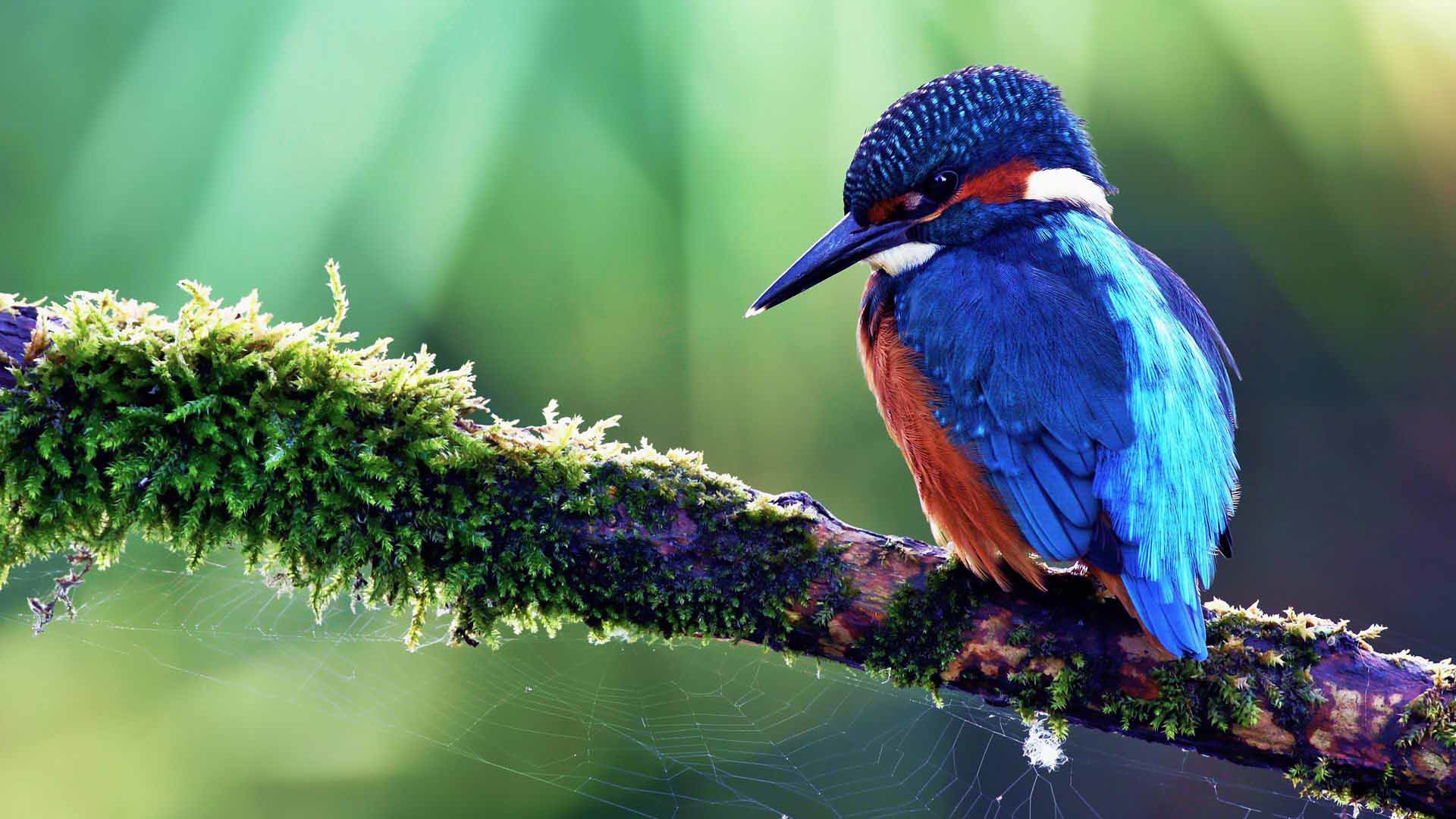 1920x1080 Images For > Blue Bird Of Paradise Wallpaper