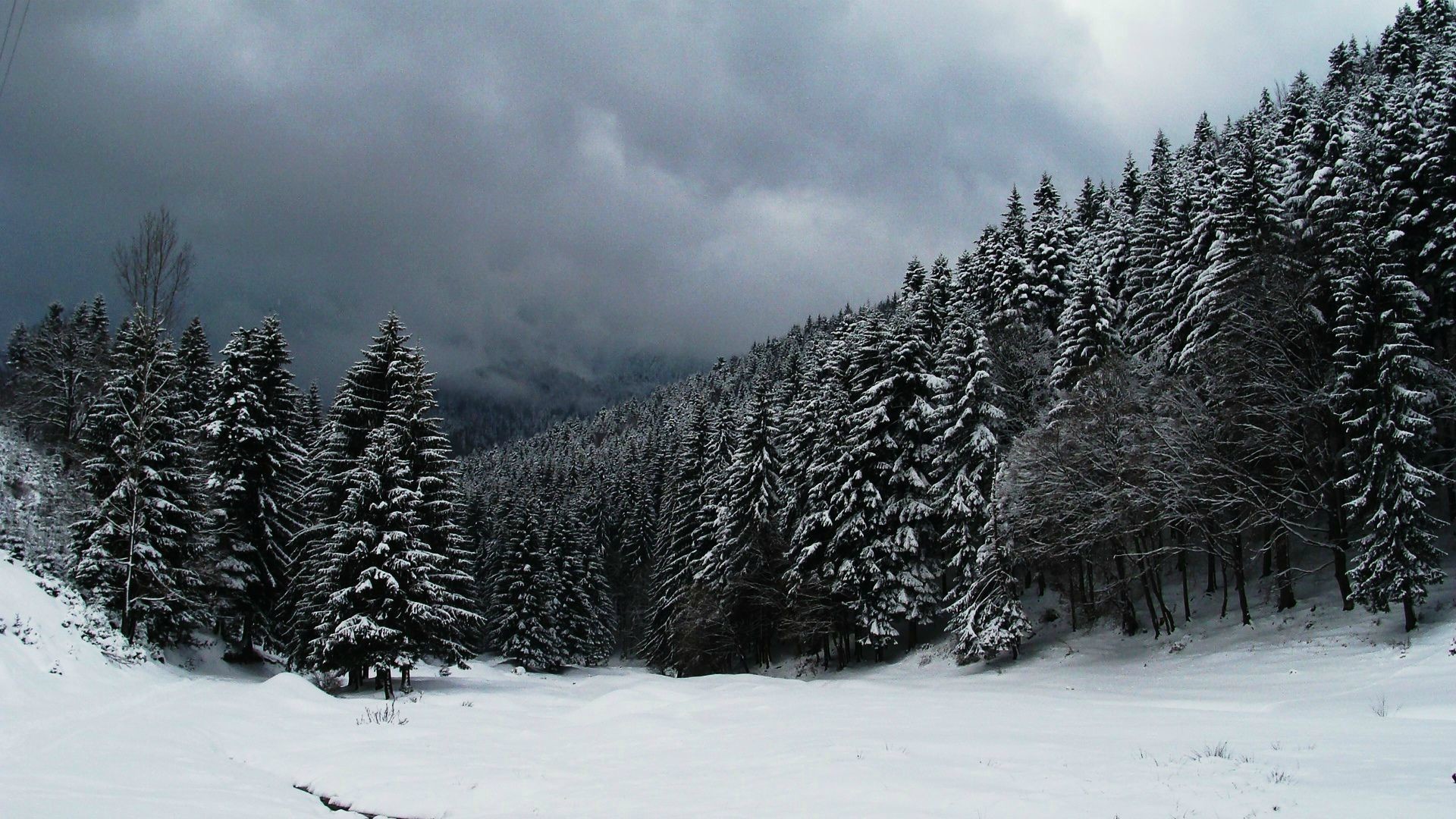 1920x1080 Clouds over snowy forest wallpaper #19361