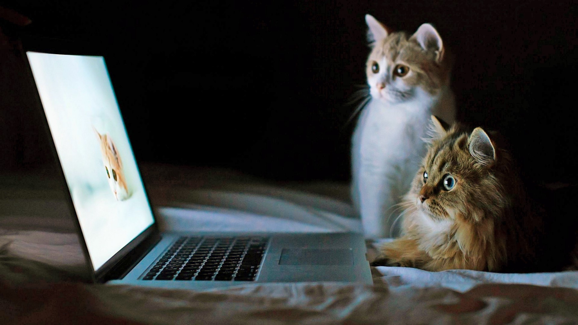 1920x1080 Cats look laptop funny animals cat free desktop background.