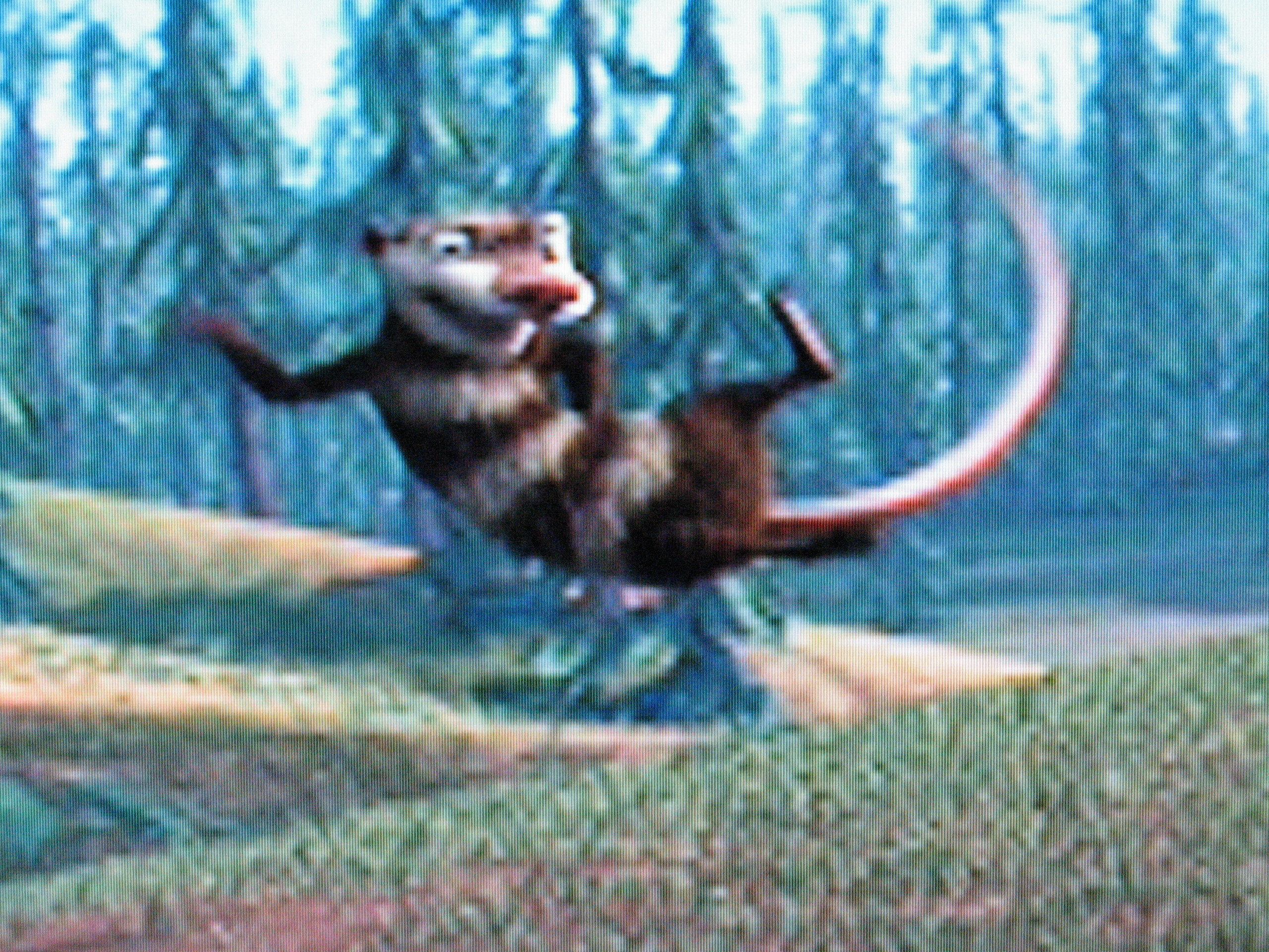 2560x1920 Ice Age: Eddie images "Miss me! Miss me! Now you have to kiss me!" HD  wallpaper and background photos