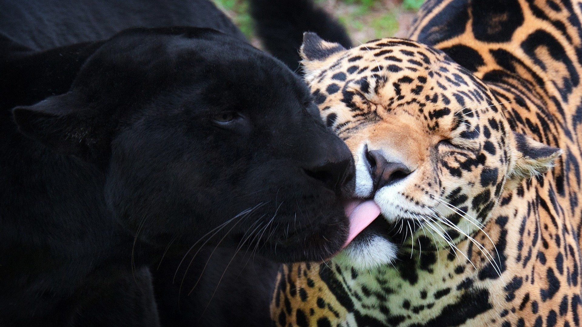 1920x1080 panther, black panther, jaguar, licking, tongue