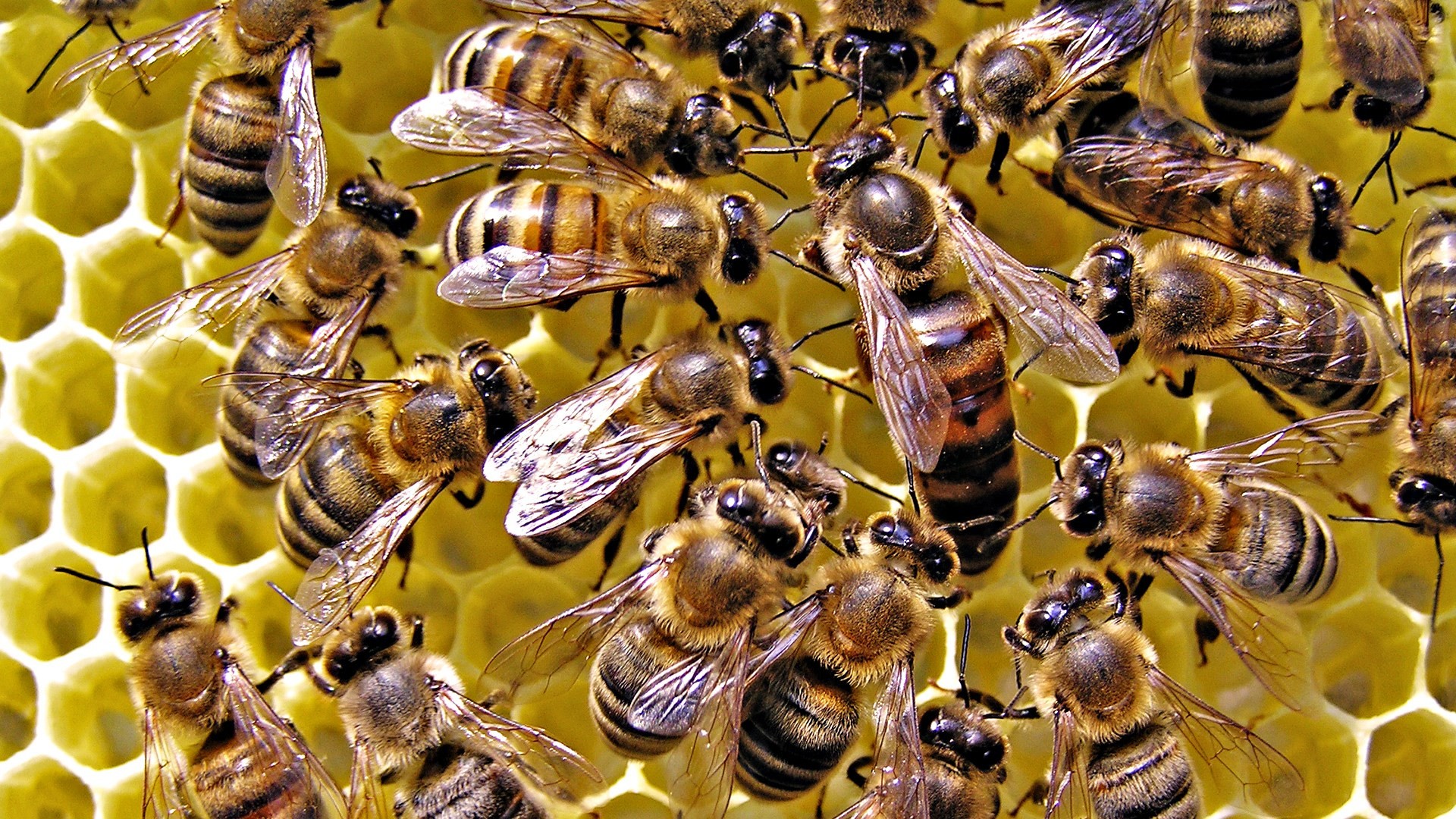 1920x1080 Kill the big bee abstract yellow wallpaper Bee Wallpaper Wallpapers)