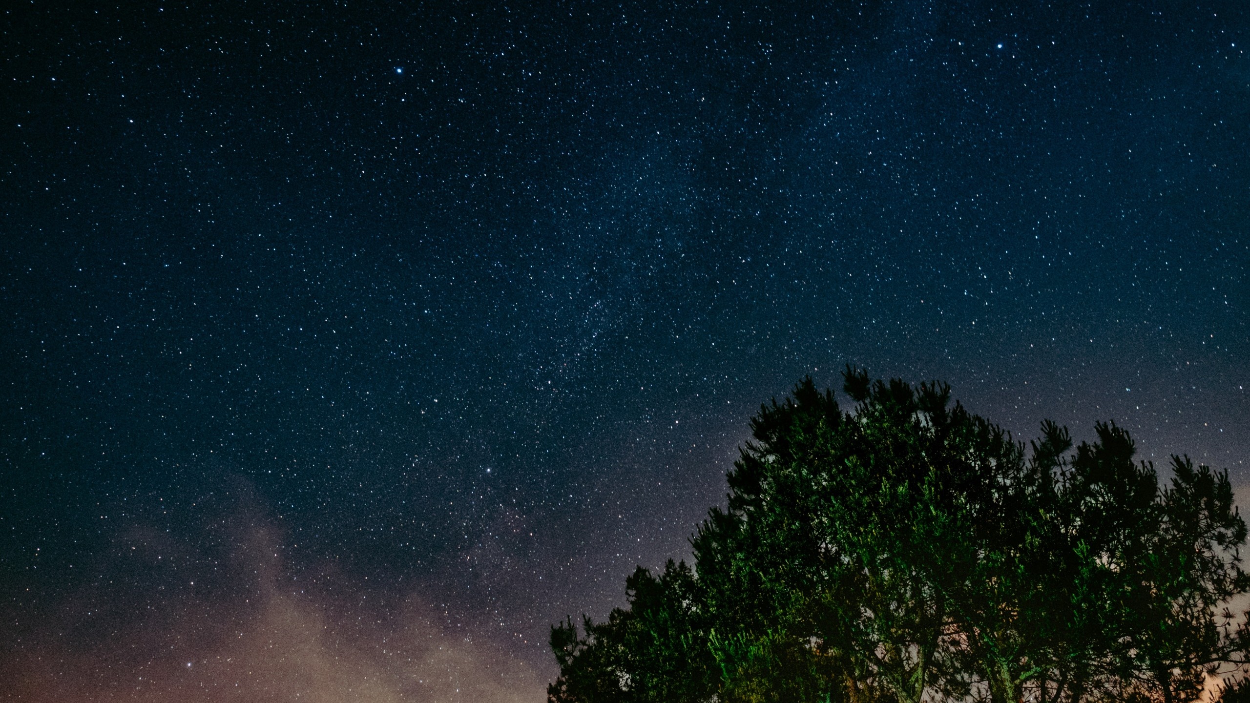 2560x1440  Wallpaper starry sky, tree, night