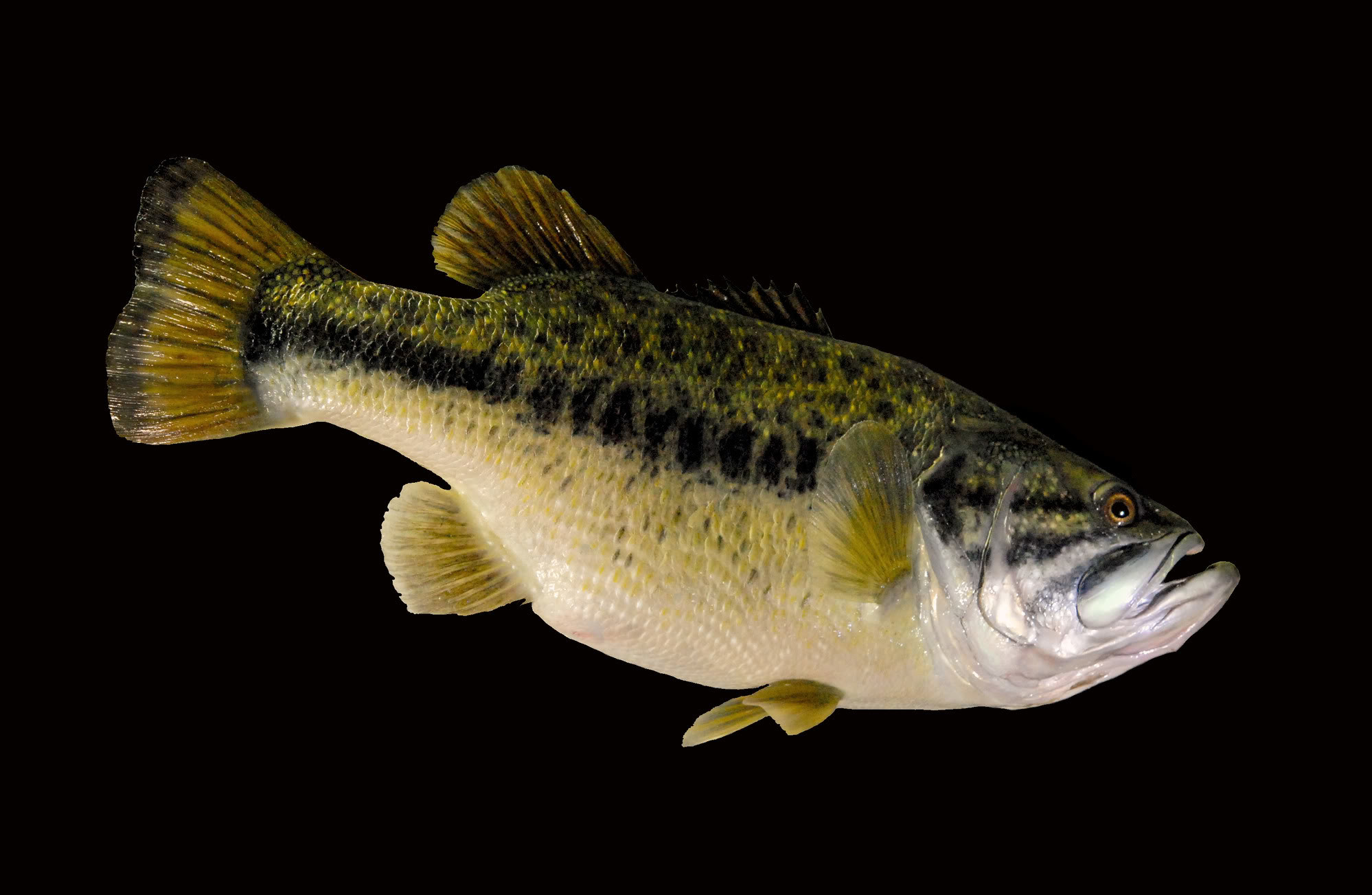 1998x1303 Largemouth Bass Taxidermy Mounts Image source from this