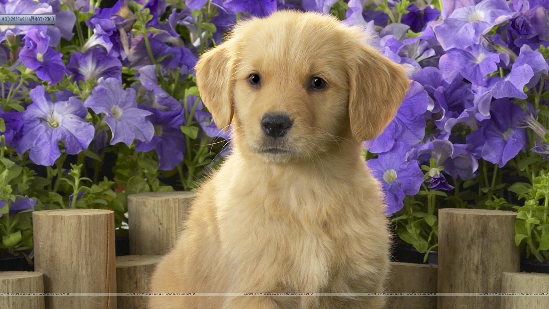 1920x1080 dog, Puppies, Golden Retrievers, Animals, Purple Flowers Wallpapers HD /  Desktop and Mobile Backgrounds