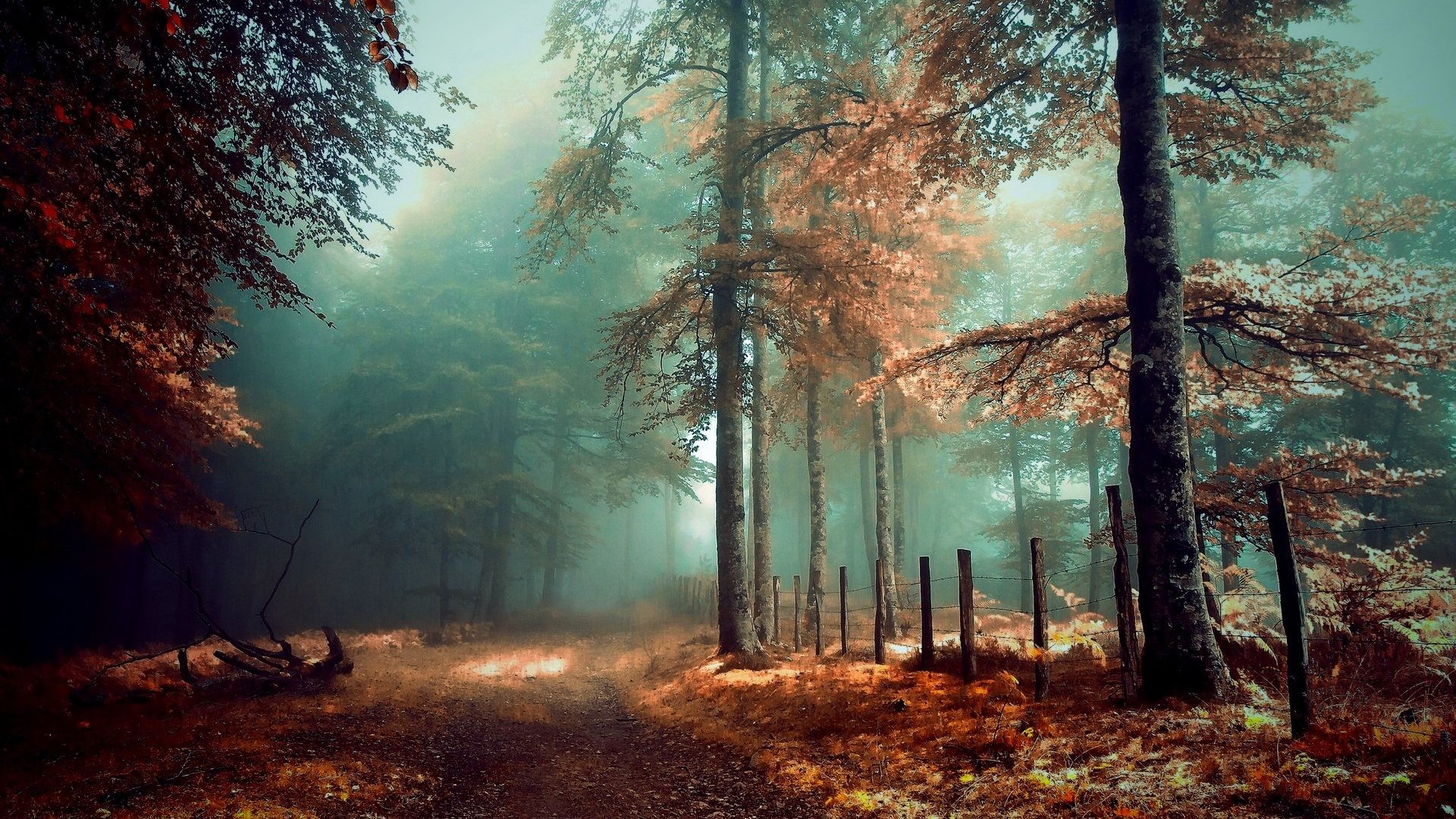 1920x1080 Forest - Mystic Autumn Grass Path Trees Beautiful Forest Fog Fence Leaves  Miri Wallpapers Dark for