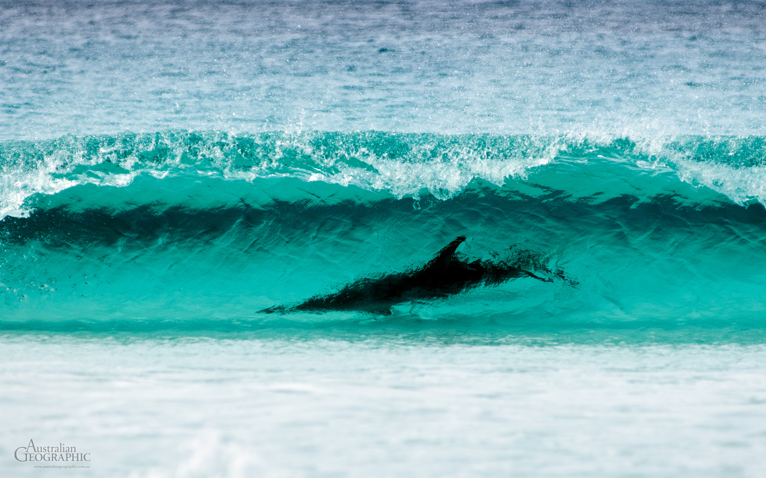 2560x1600 Wallpapers. Images of Australia: Surfing dolphin, Cape Le Grand NP, Western  Australia