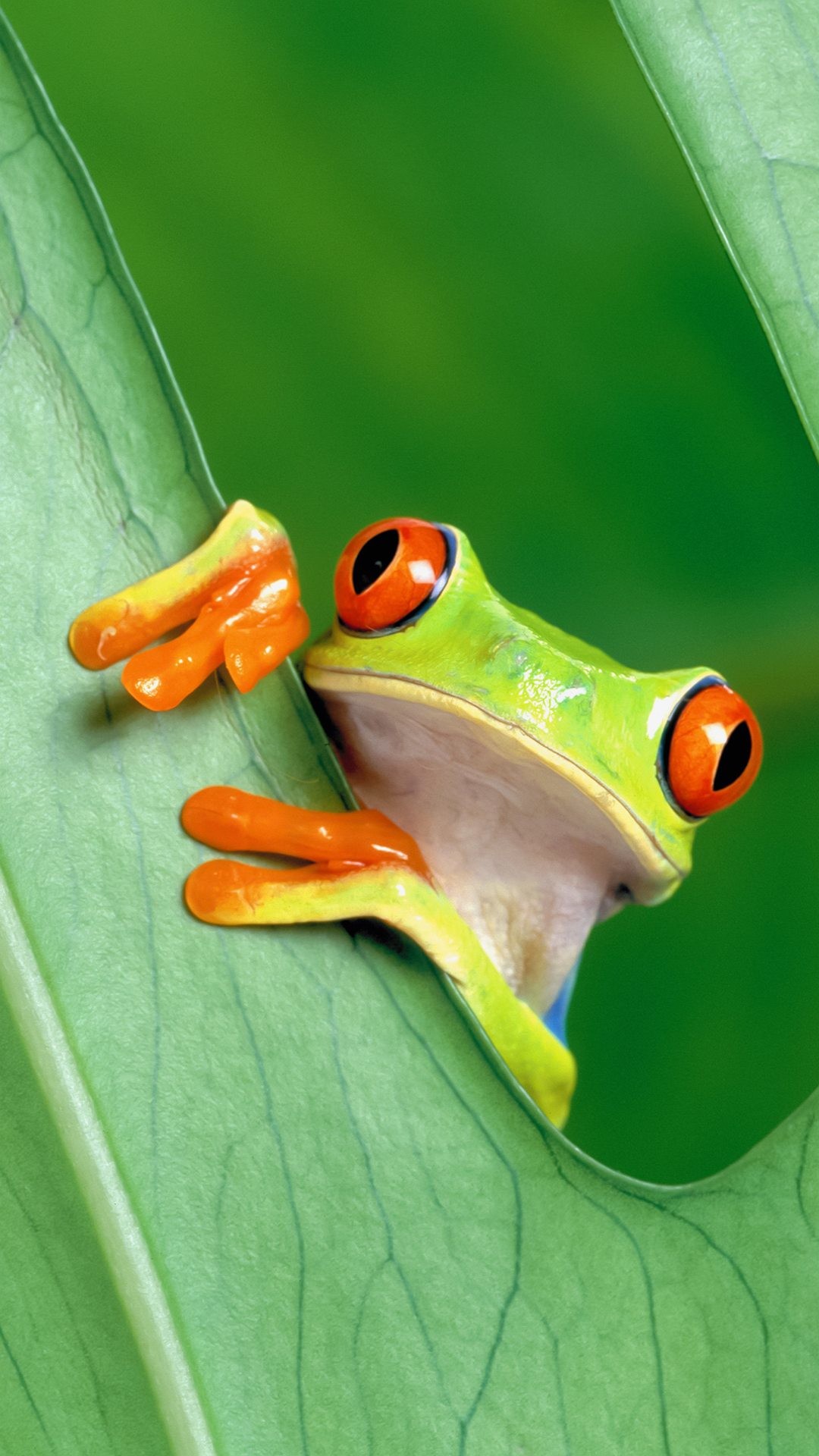 1080x1920 Curious Tree Frog Funny iPhone 6+ HD Wallpaper ...