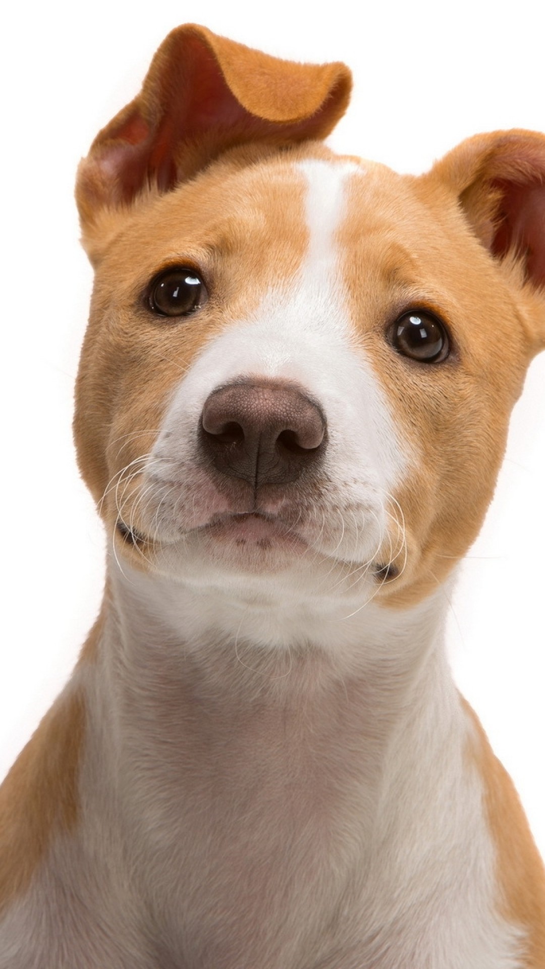 1080x1920  Wallpaper jack russell terrier, look, puppy, snout
