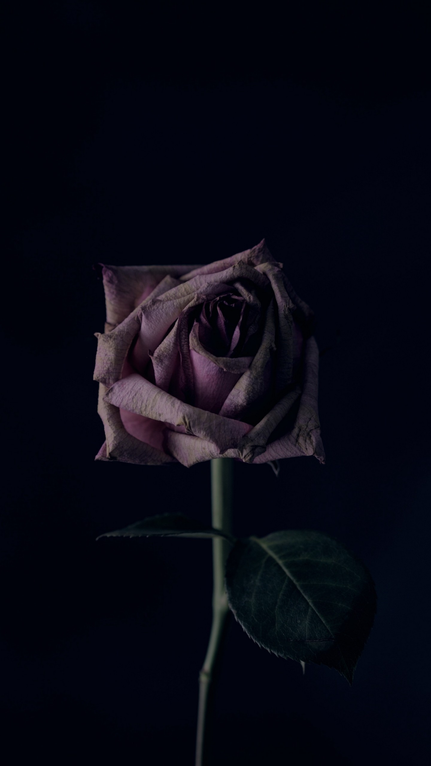 1440x2560  Wallpaper rose, flower, black background, bud