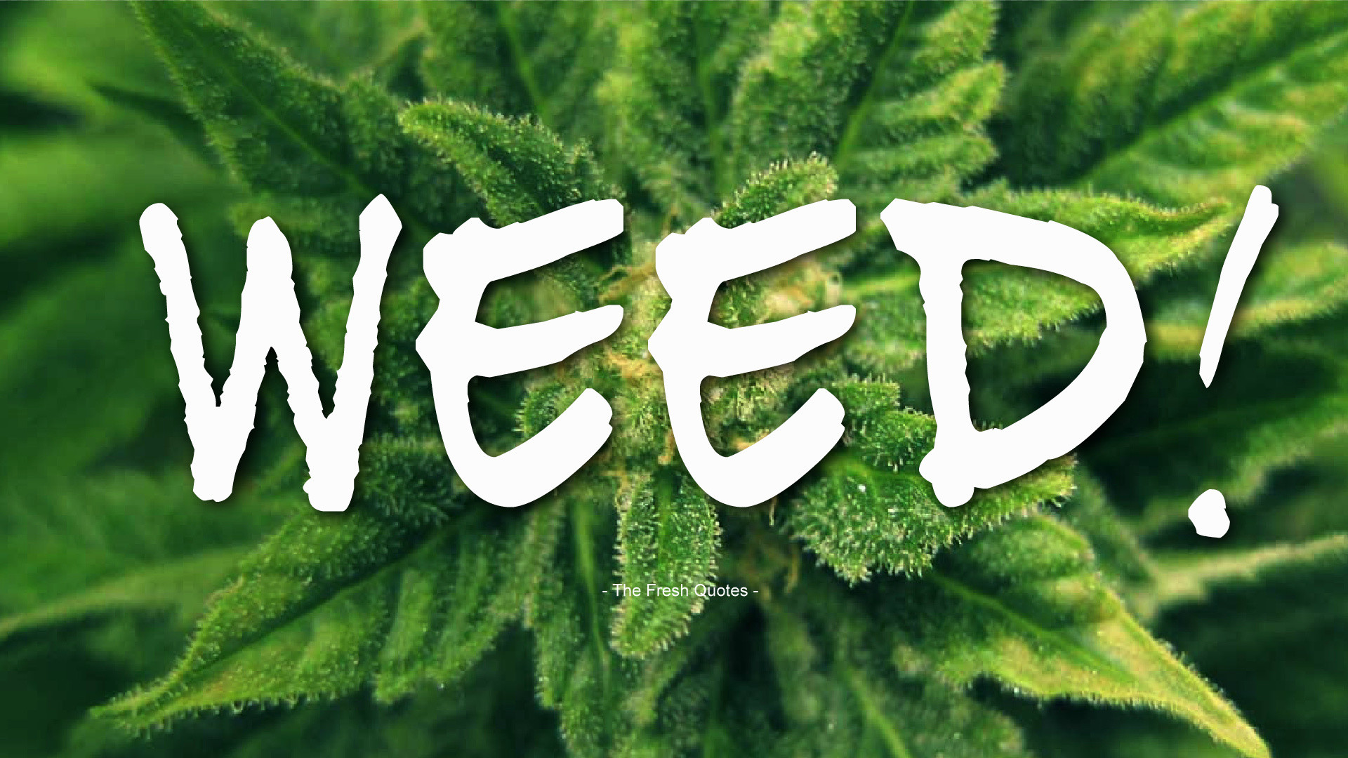 1920x1080 ð Funny Weed Quotes & Slogans – Hash – Marijuana – Joint | Quotes &  Thoughts