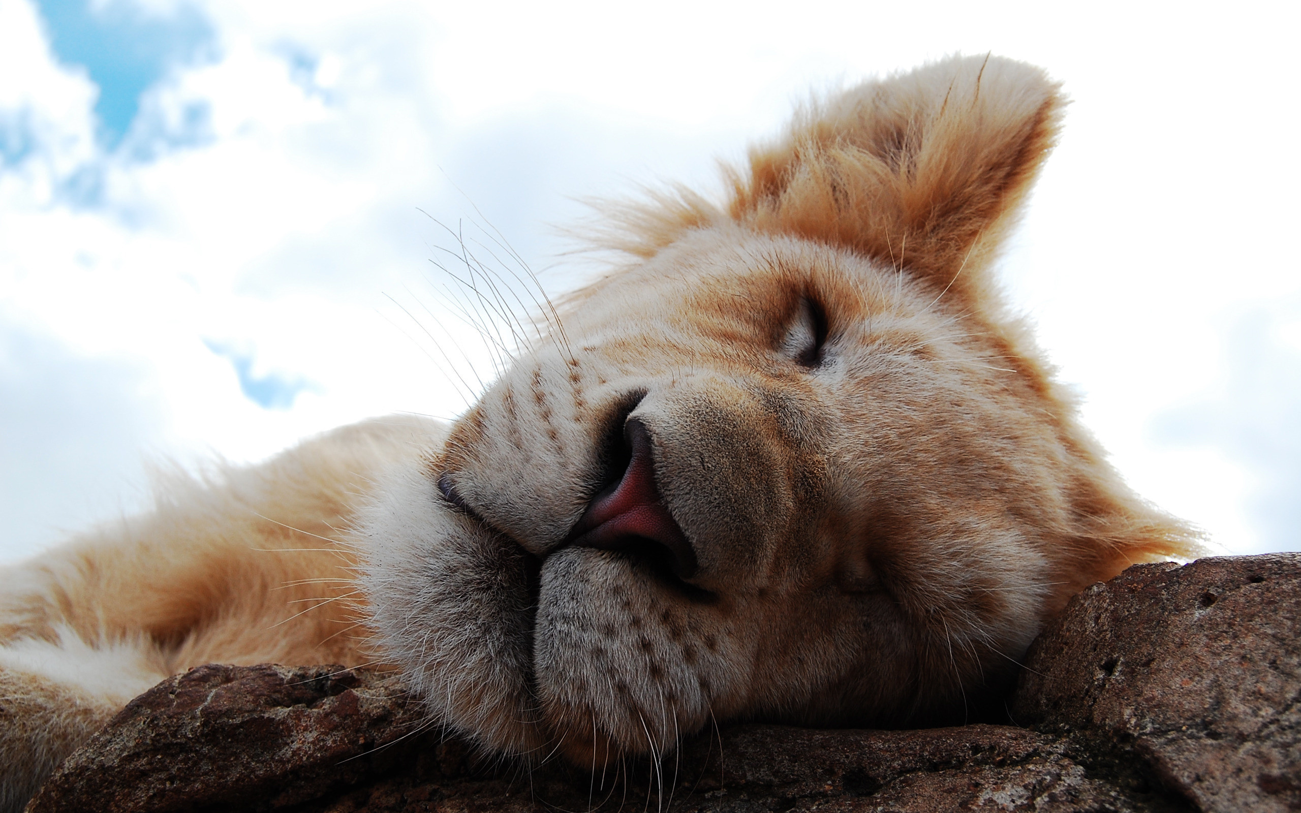2560x1600 lion cub, lion, sleep, nose