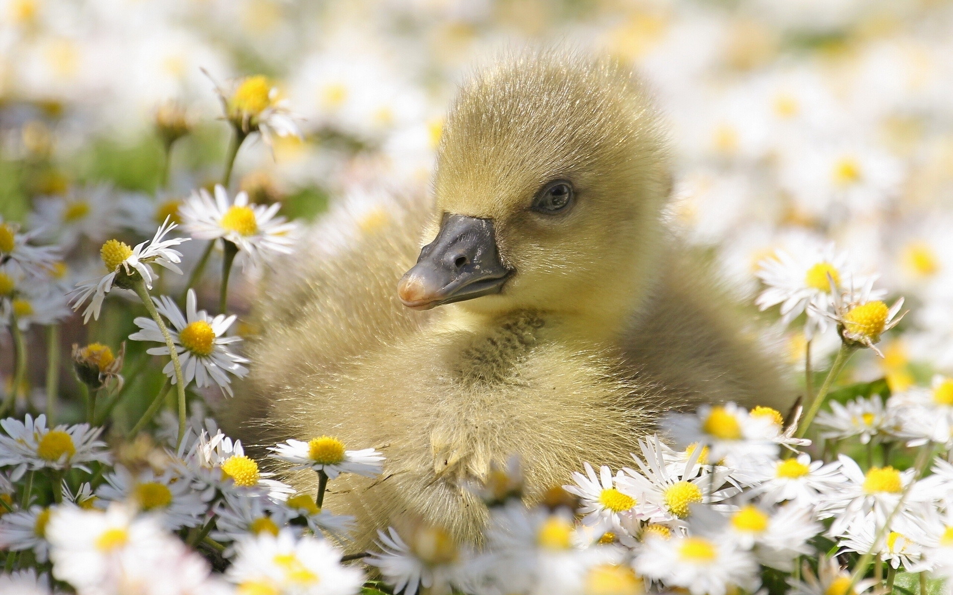 1920x1200 Duck Daisies wallpapers and stock photos