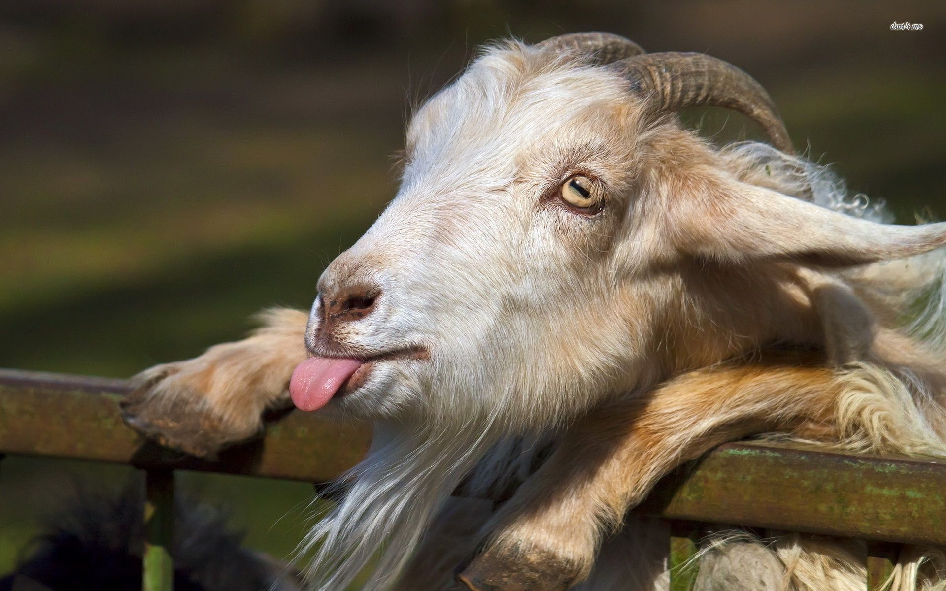 1920x1200 Download Goat HD Wallpapers For Free, BsnSCB Graphics