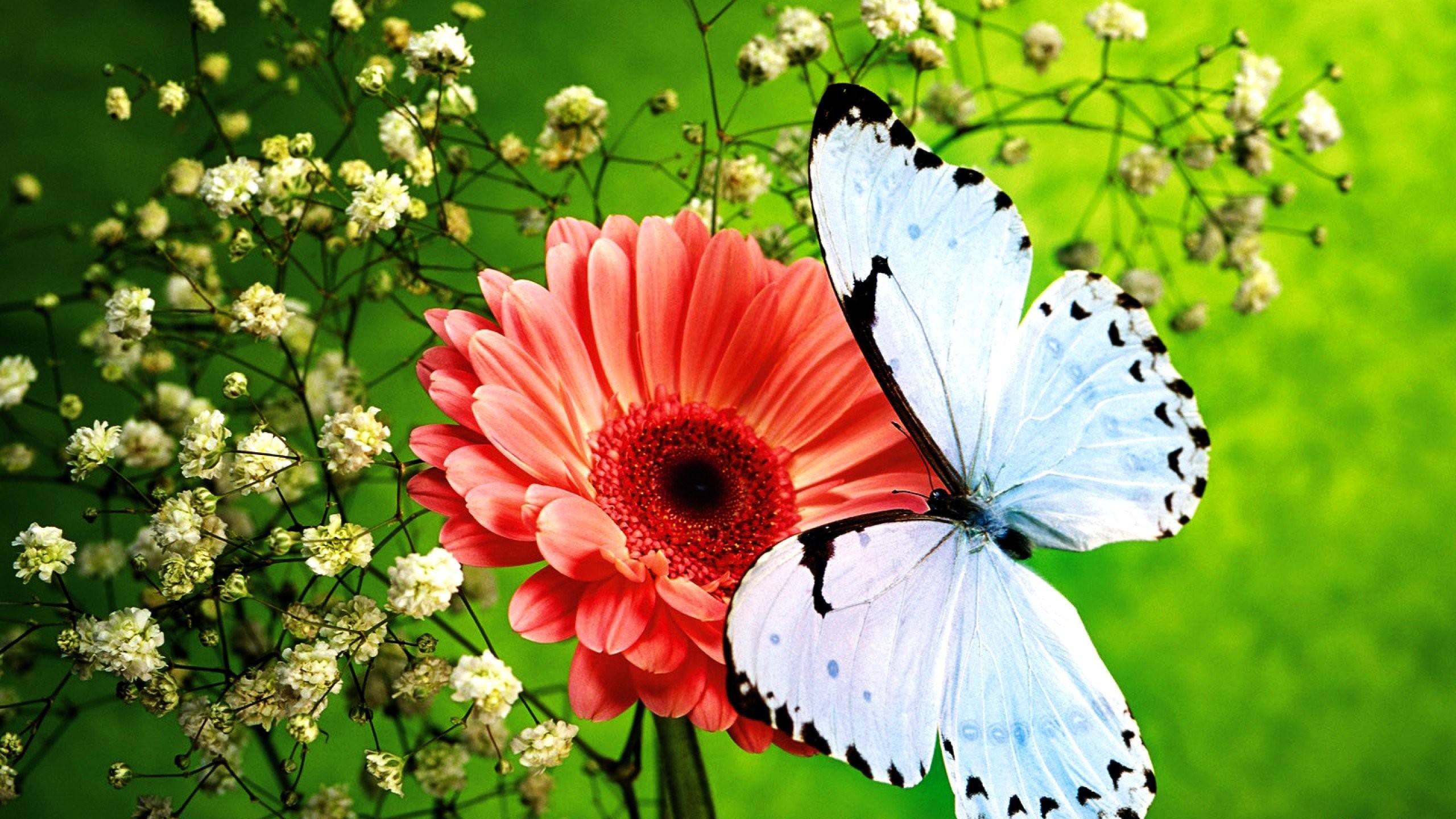 2560x1440 Wallpaper covers pink butterfly flower blue sparkly watermark facebook  beautiful.