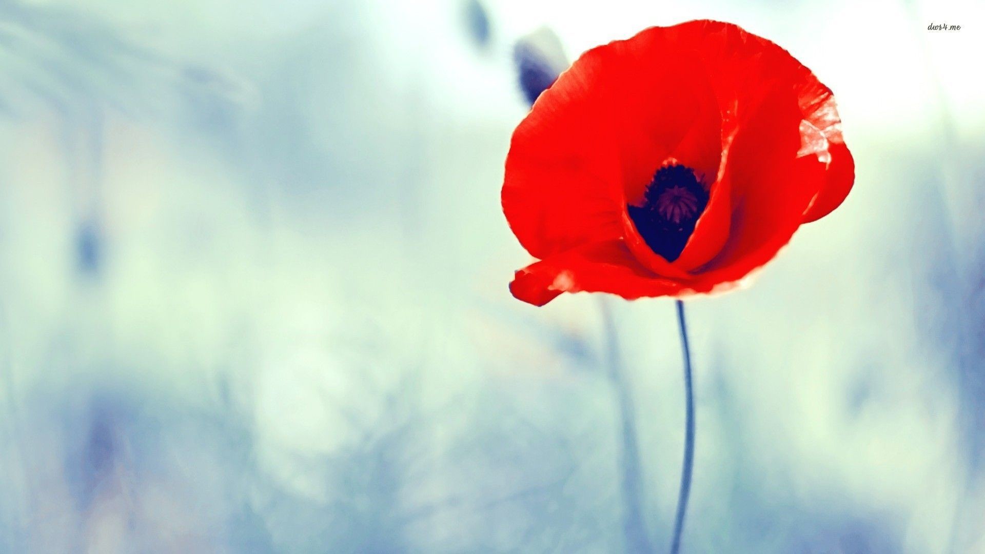 1920x1080 Red Poppy Wallpapers - Wallpaper Cave ...
