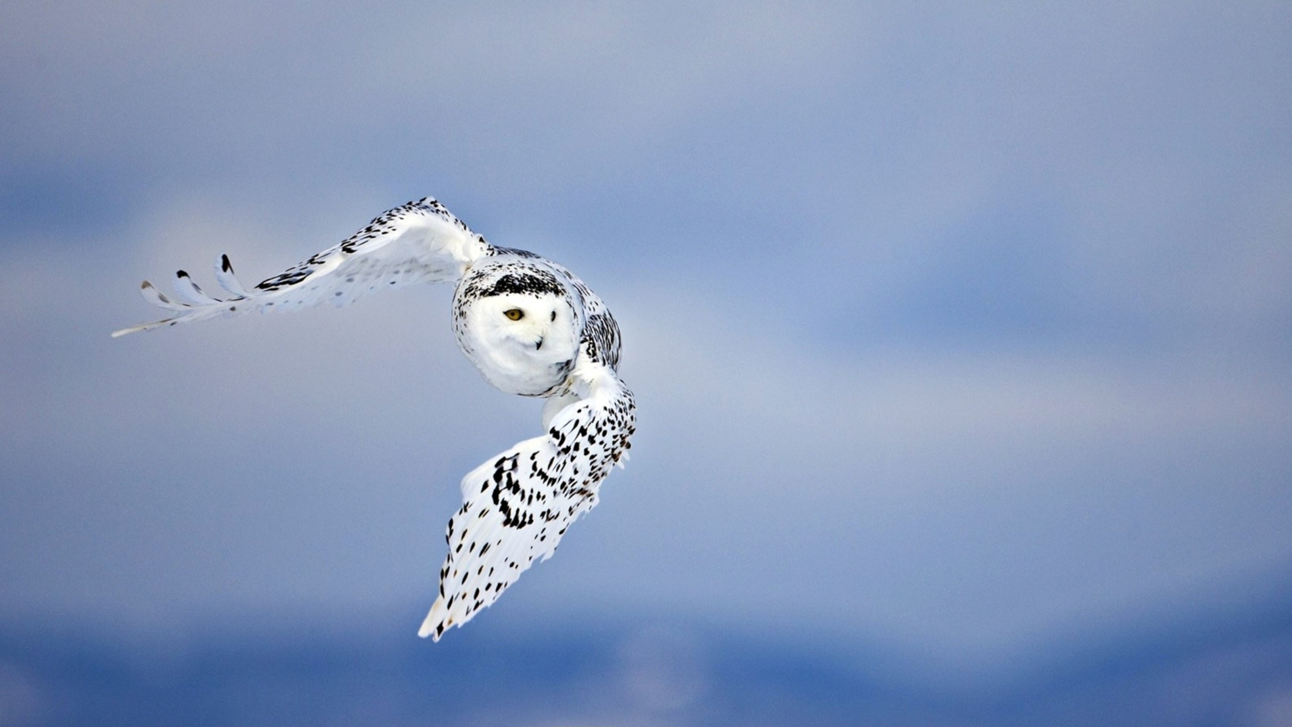 2560x1440  Wallpaper owl, flying, bird, white, predator