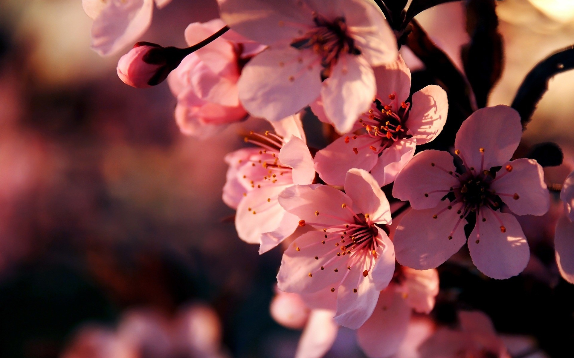 1920x1200 Pink Flowers Wallpaper Backgrounds