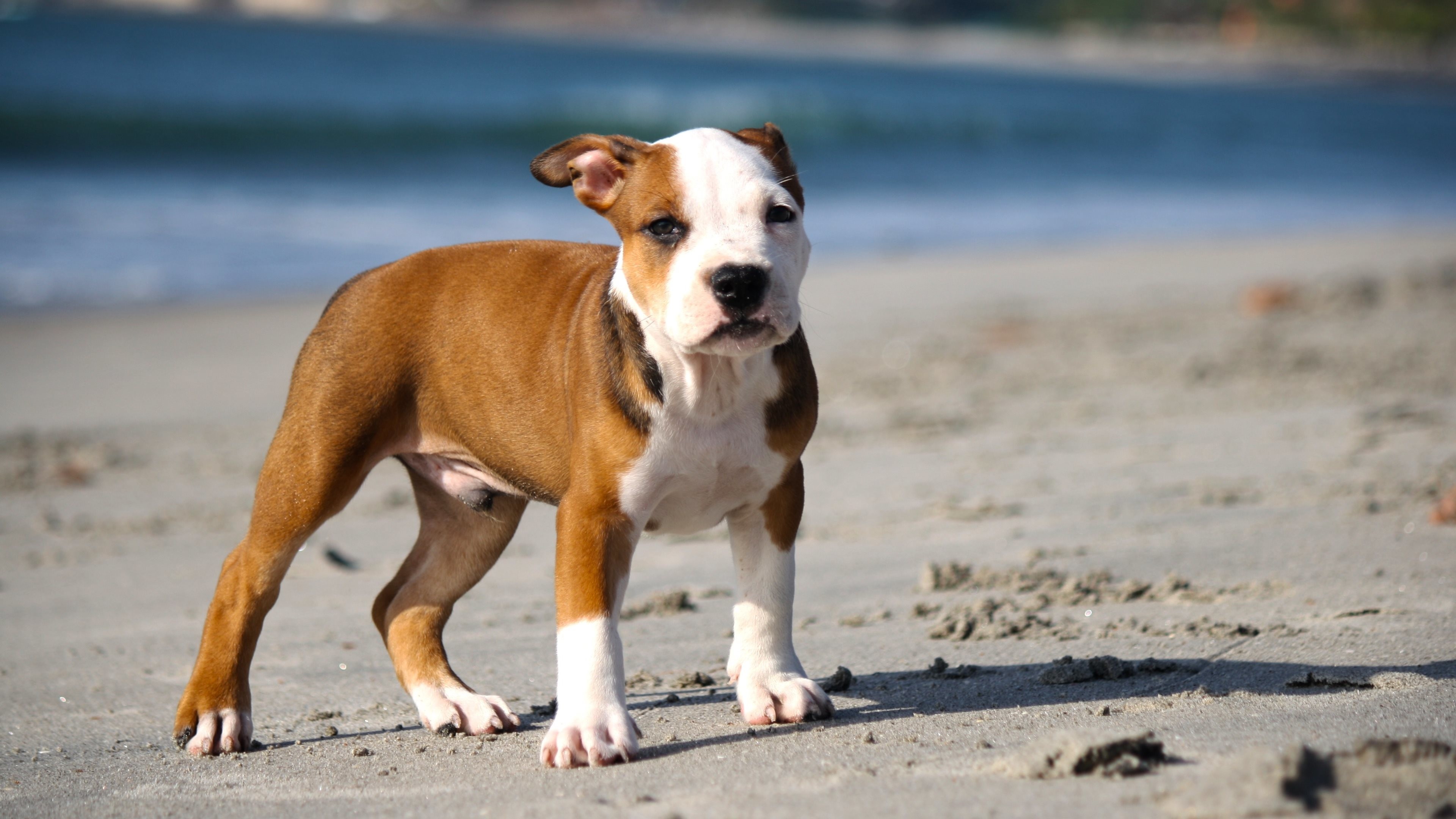 3840x2160 pitbull puppy wallpaper hd with high resolution wallpaper on animal  category similar with black cute dog