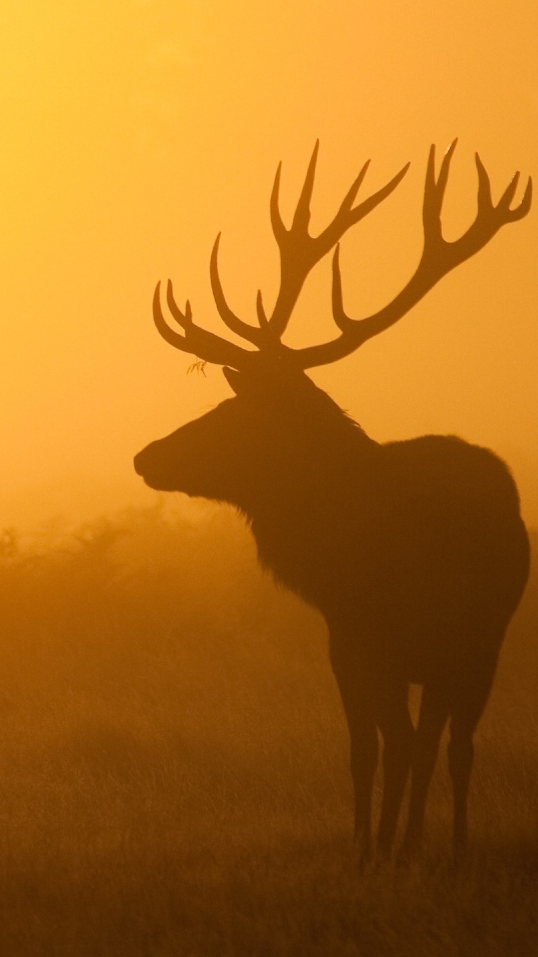1080x1920  Wallpaper deer, sunrise, mist, shadow