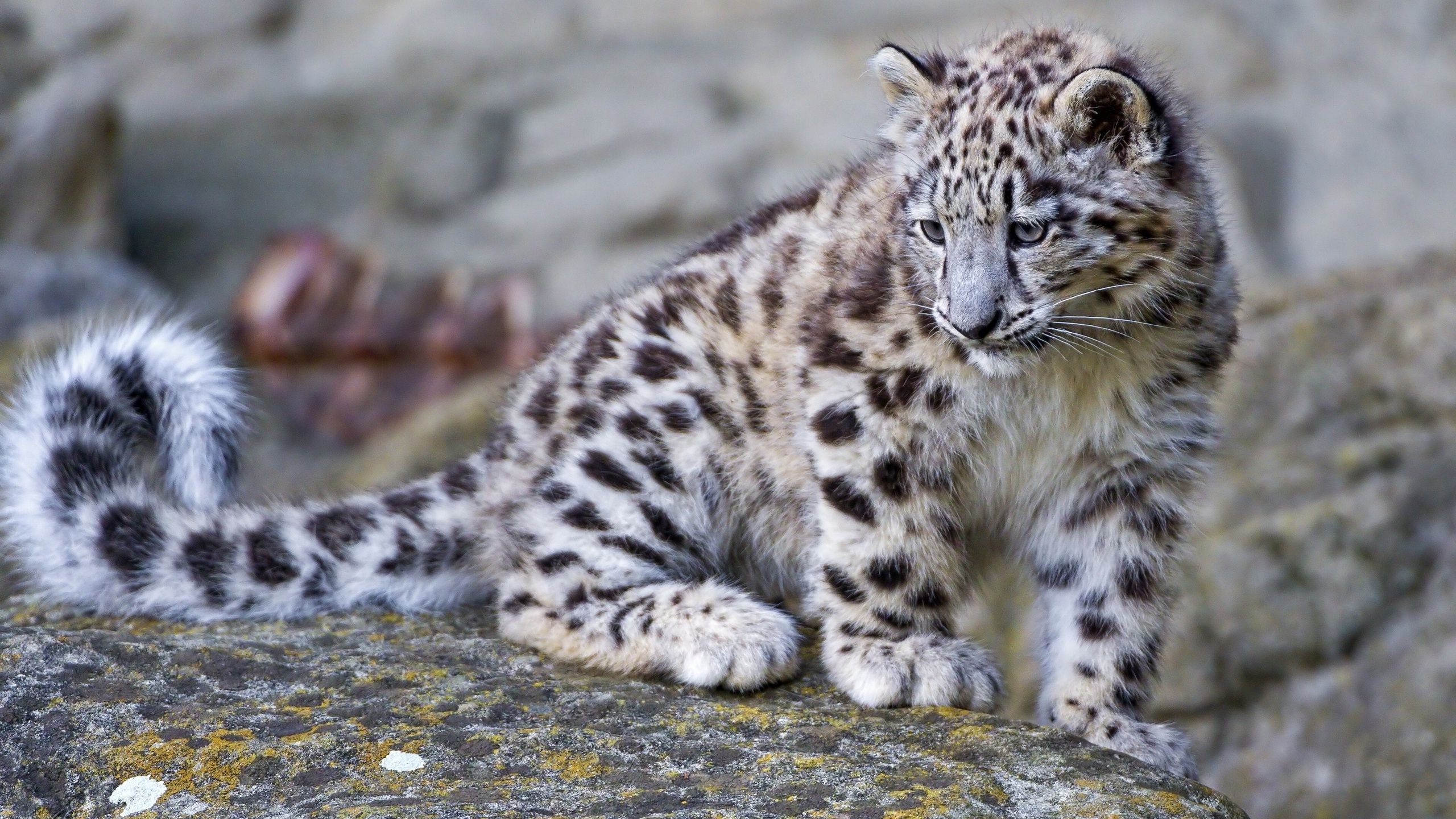 2560x1440 ... Leopard cub HD Wallpaper  Snow ...
