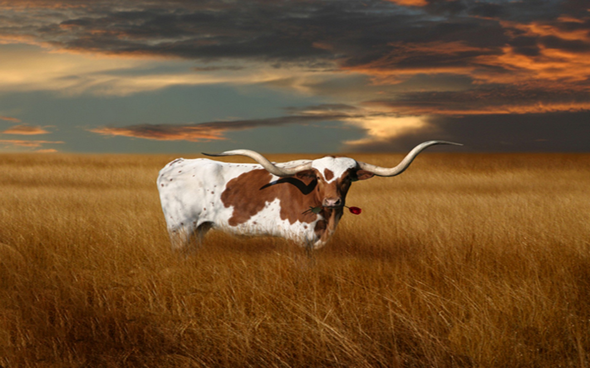 1920x1200 paintings of longhorn cattle - Google Search