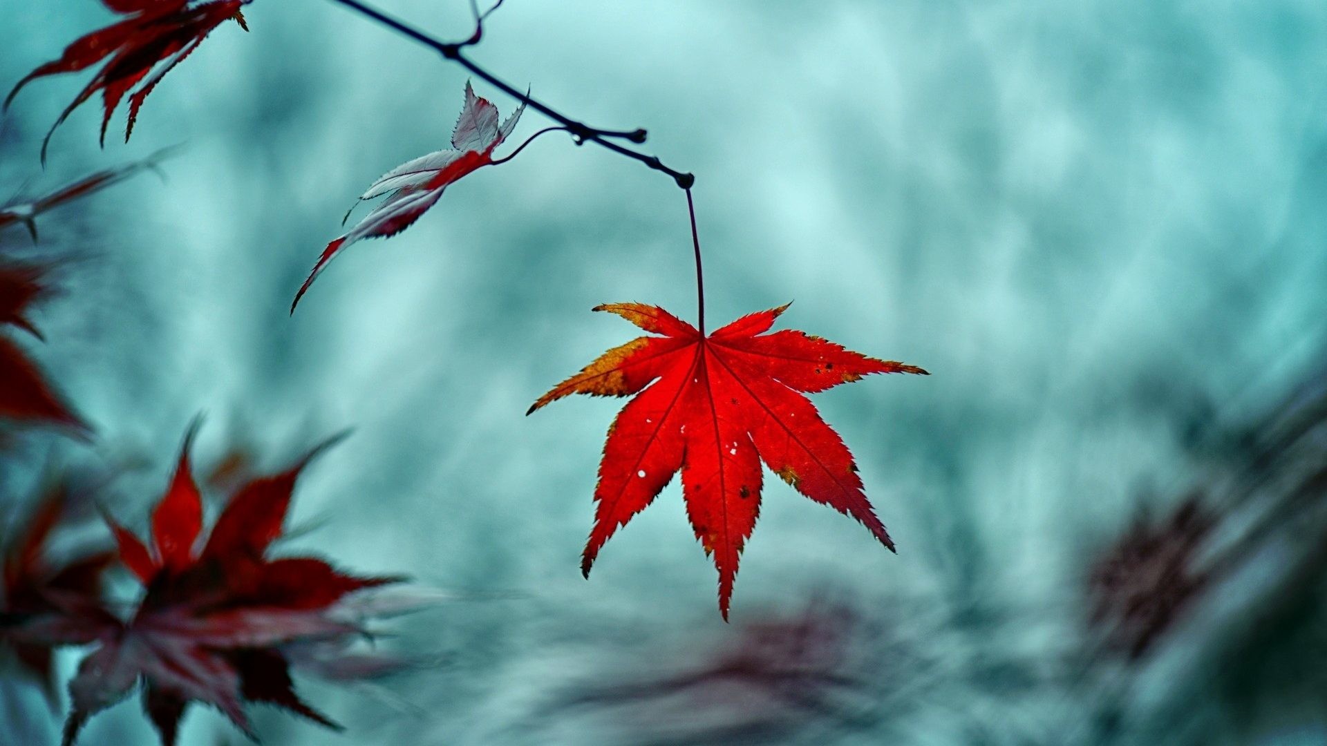 1920x1080 Autumn Leave Nature Fall Desktop Backgrounds - 1920x1200