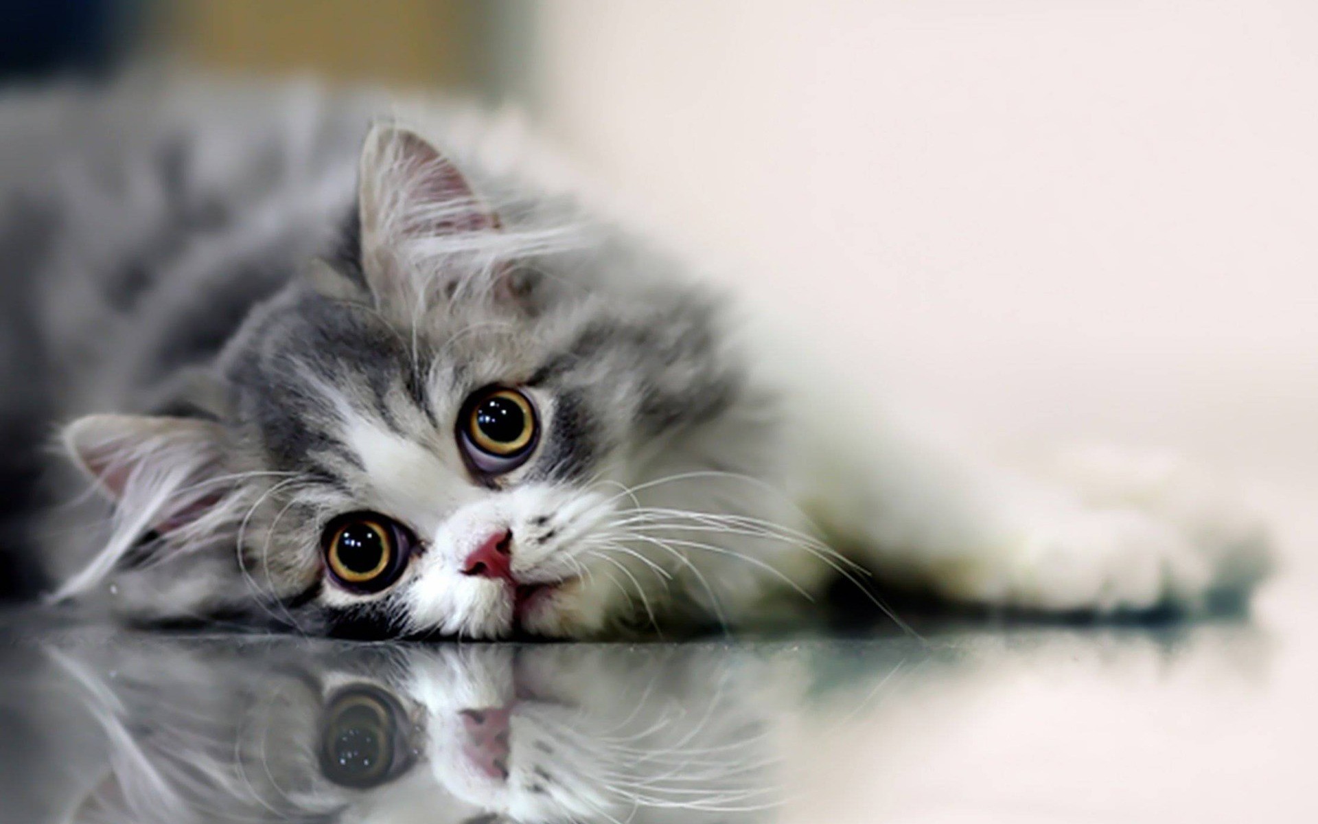 1920x1200 <b>Cat Wallpapers High</b> Quality | Download Free