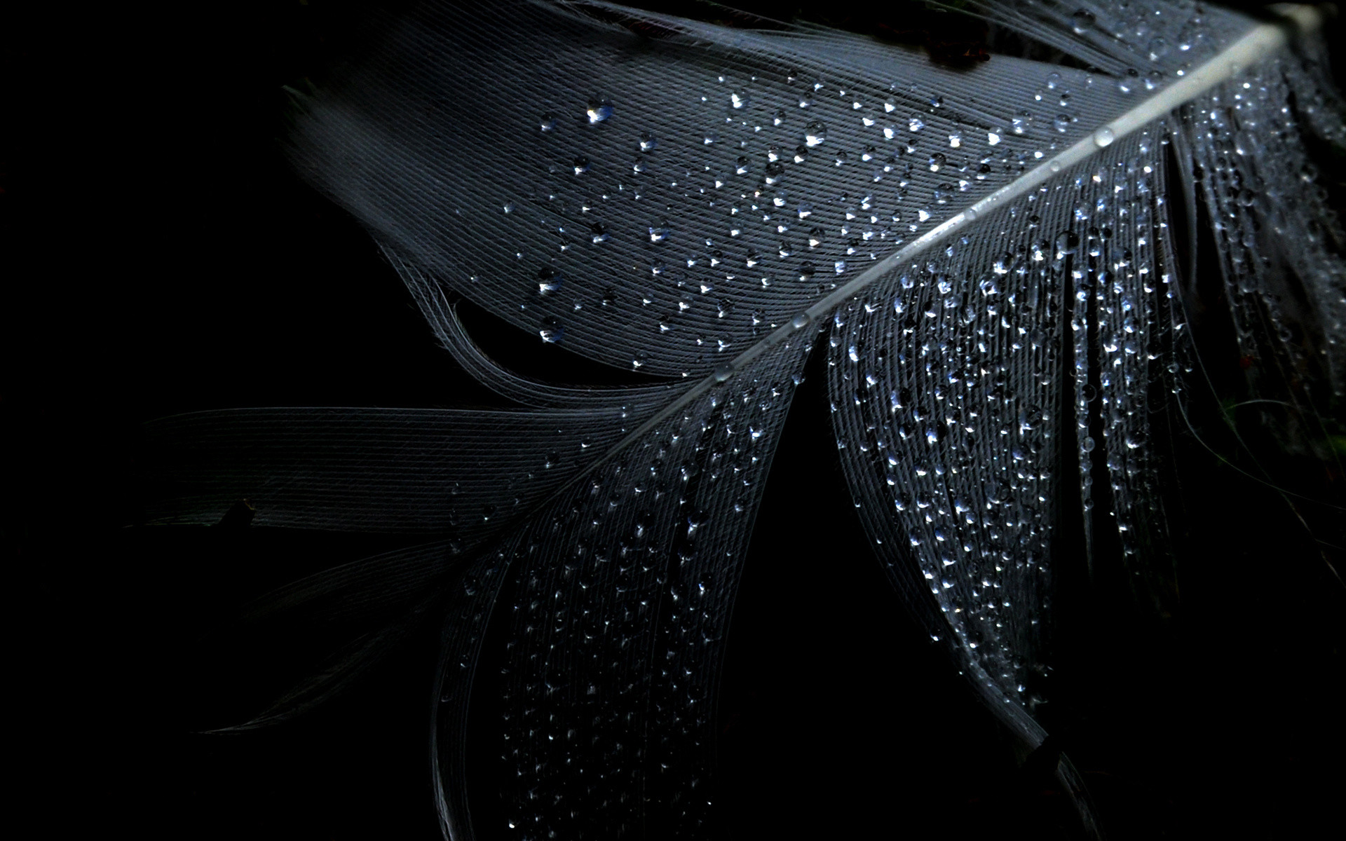 1920x1200 feather, clean, drops, water