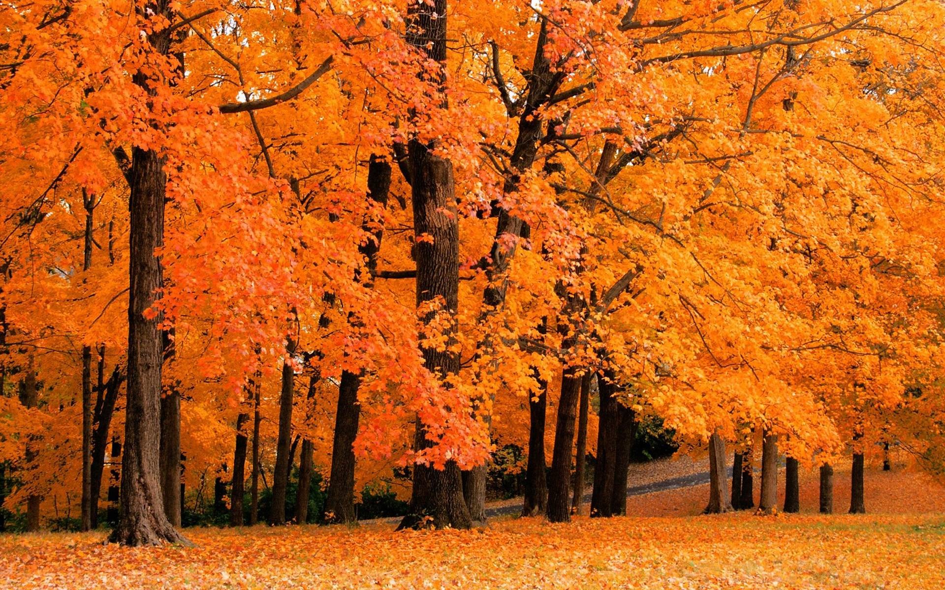 1920x1200 autumn leaves falling background