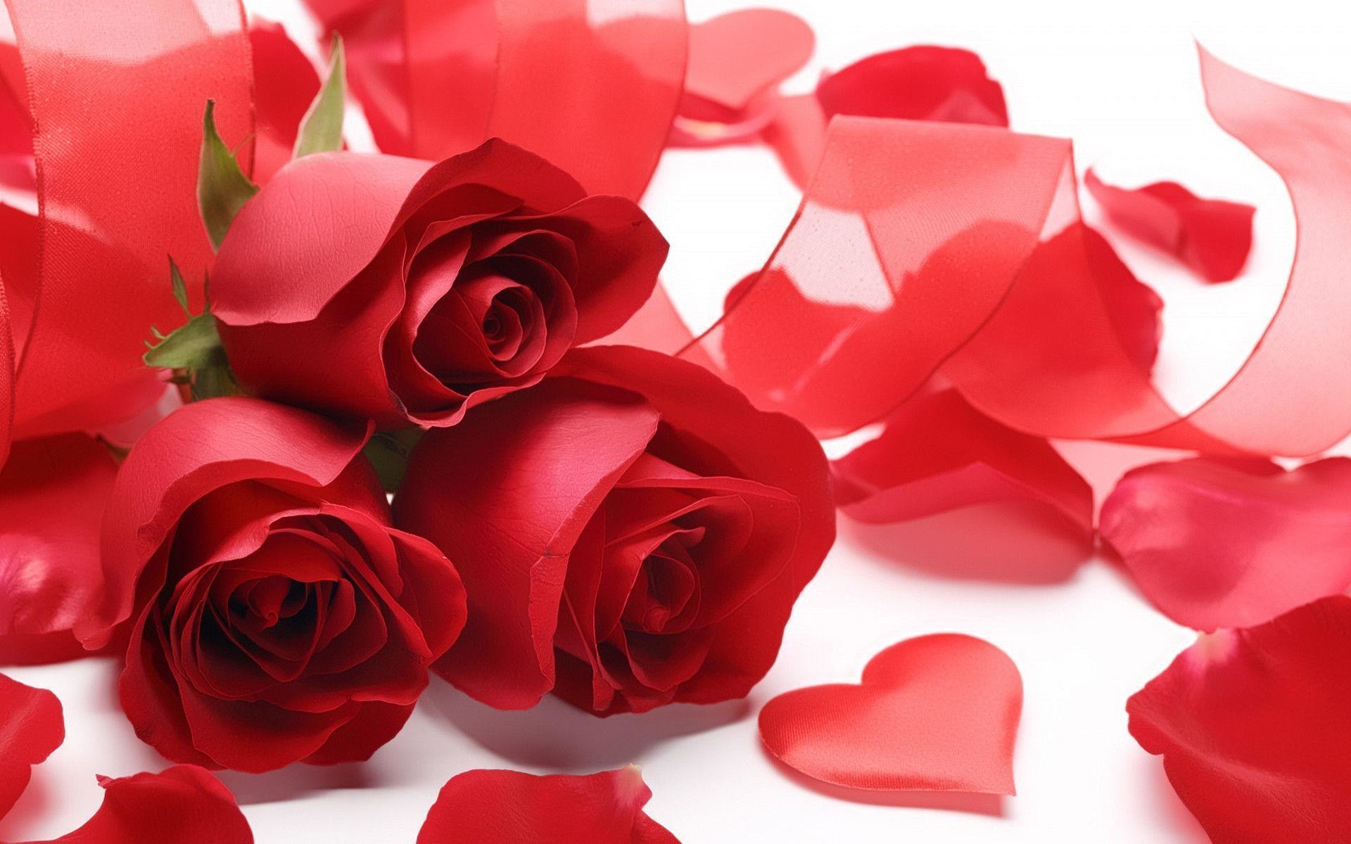 1920x1200 Wallpapers For > Red Rose Heart Wallpaper
