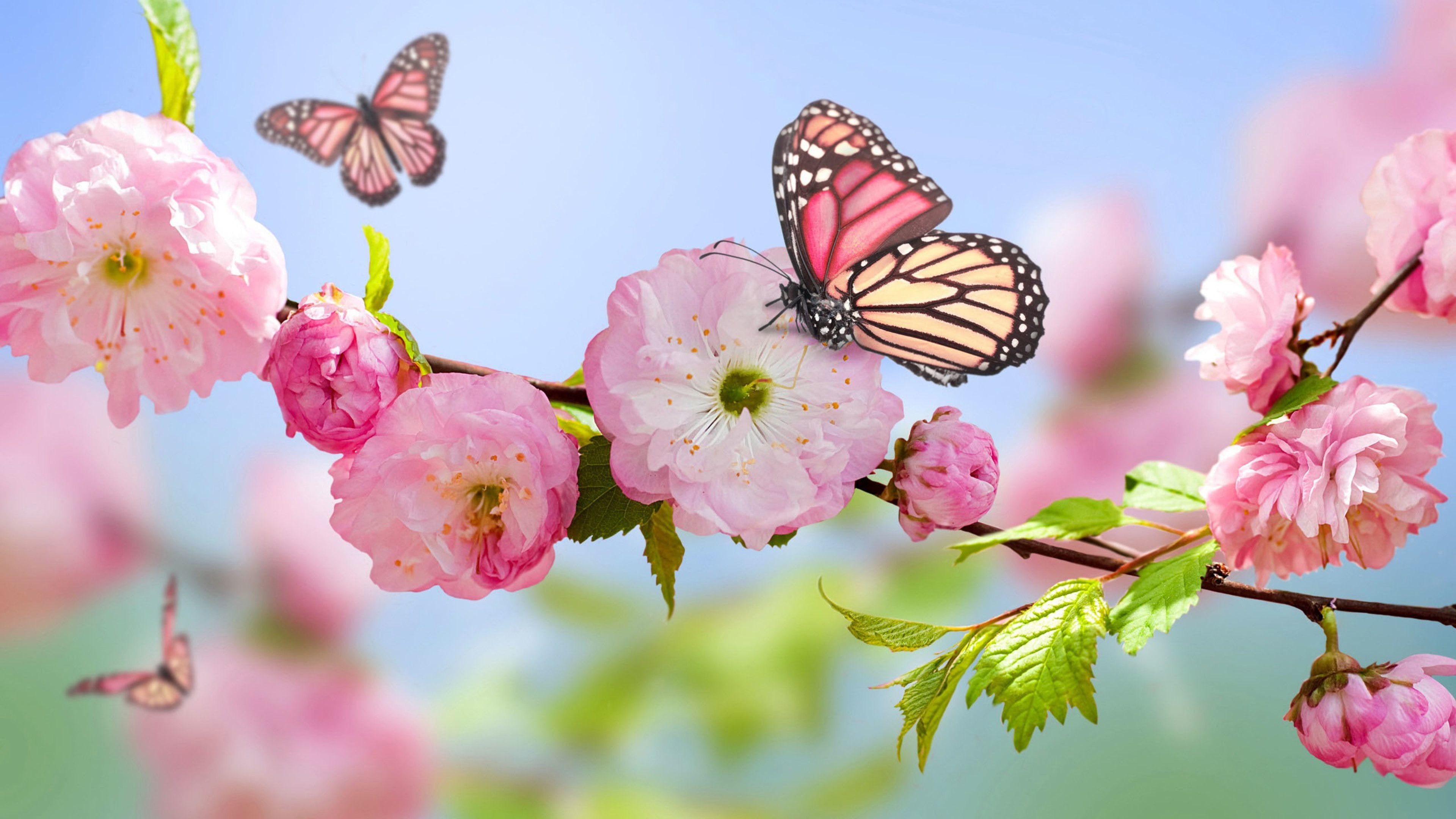 3840x2160 Wallpaper Download  Pink butterfly on the blossom trees -.  Wonderful macro wallpapers. download beautiful HD Wallpaper 1080p 2160p UHD  4K HD, ...