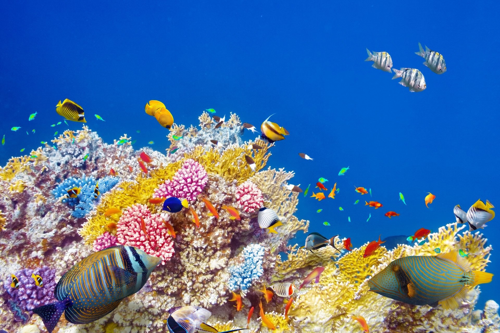 1920x1280 underwater world coral reef tropical fishes ocean underwater world fish coral  reef