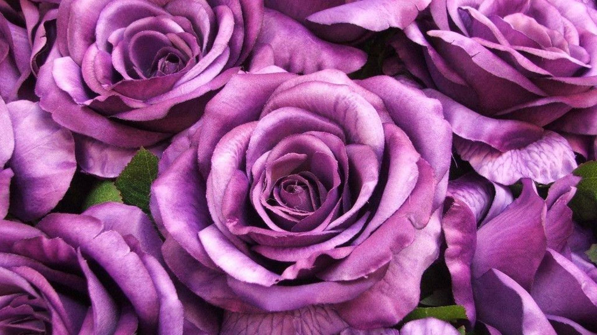 1920x1080 purple rose flowers Widescreen Wallpaper
