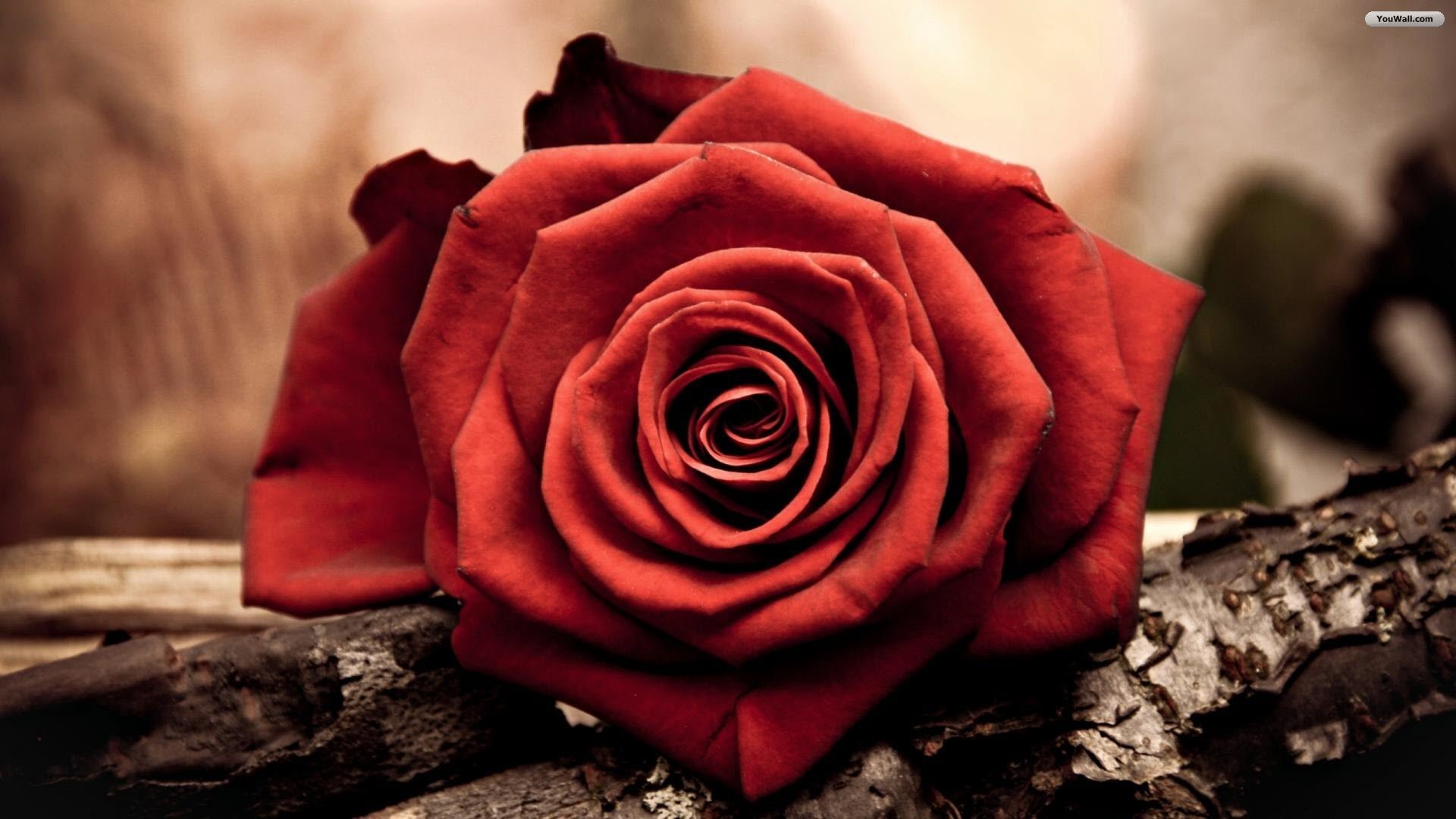 1920x1080 Youwall Red Rose Wallpaper Wallpapers Free