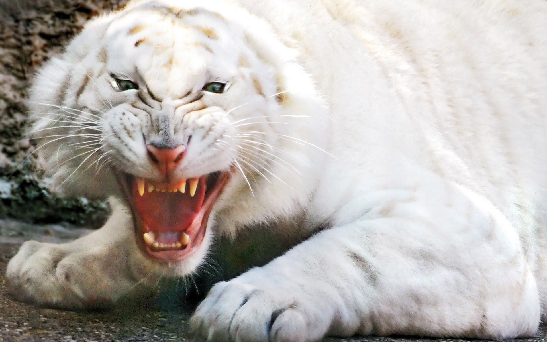 1920x1200 Angry white tiger wallpapers and stock photos