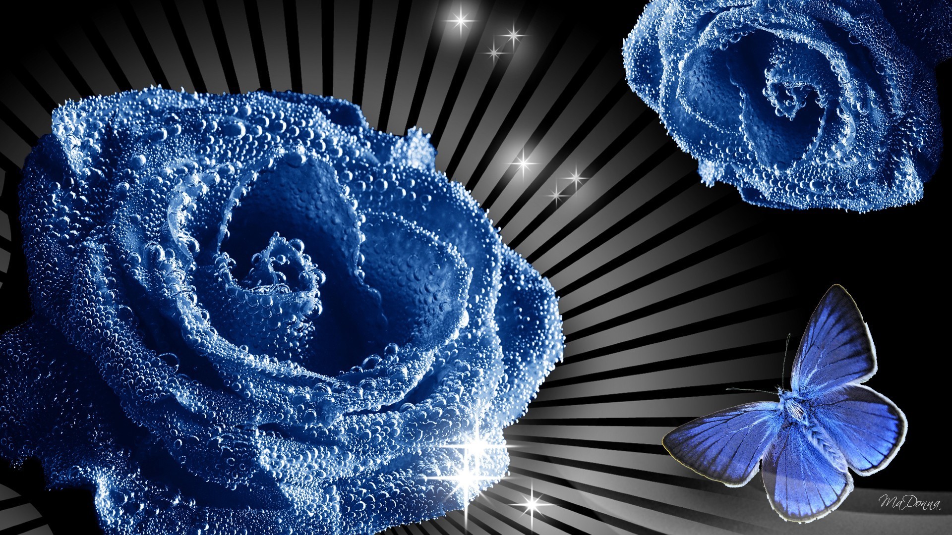1920x1080 net_Holidays___International_Womens_Day_Blue_rose_and_butterfly__picture_on_March_8_056174_.jpg  (1920Ã1080) | BLUE ROSES BACKGROUND | Pinterest | Blu…
