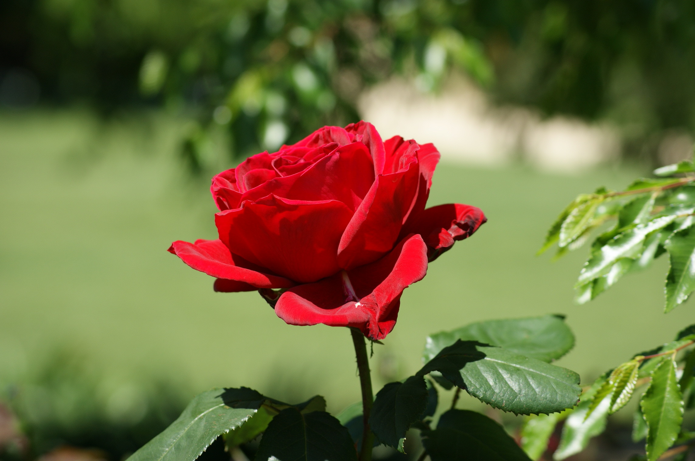 2288x1520 Awesome Red Rose. Â«