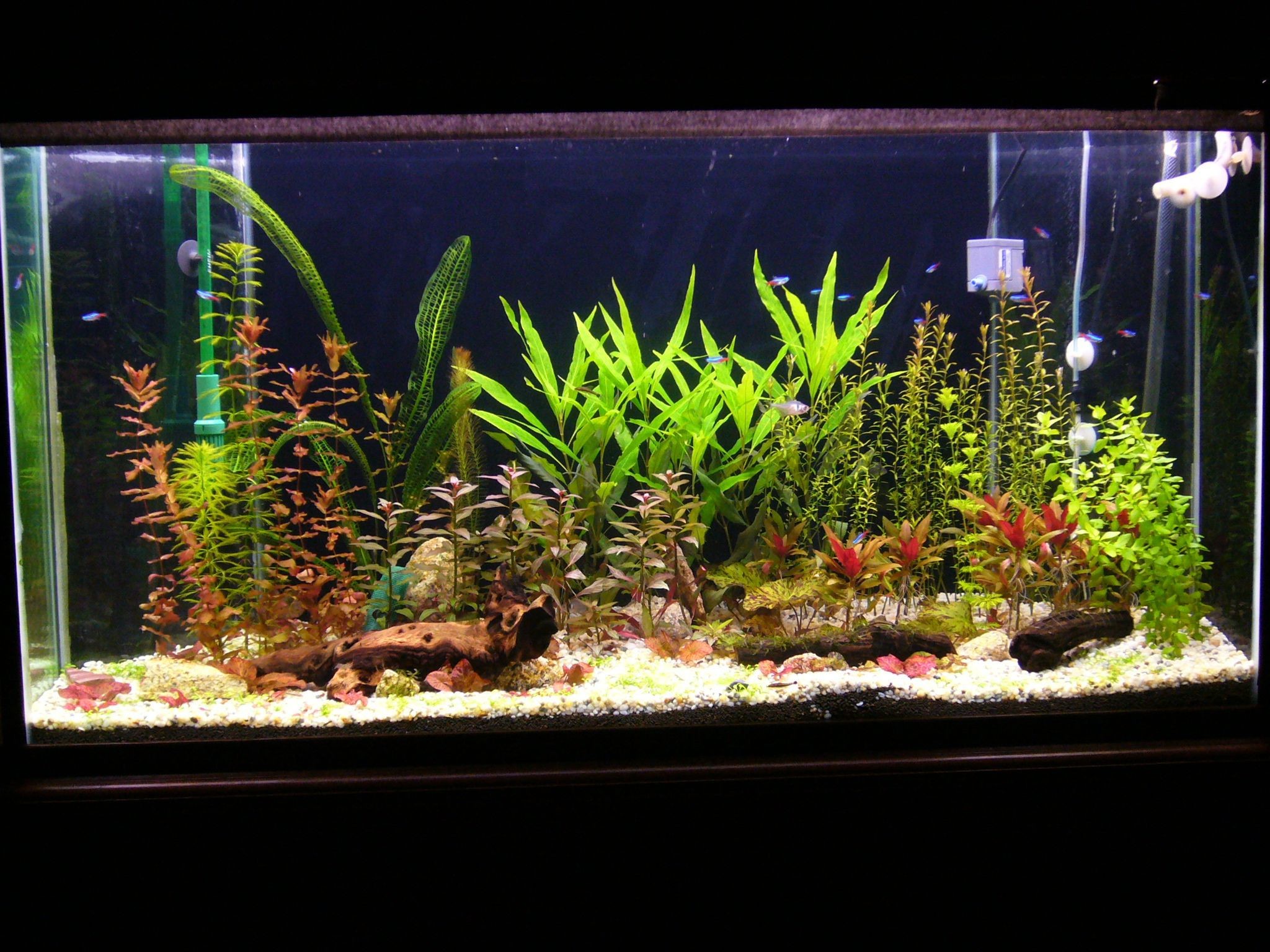 2048x1536 Full Size of Fish Tank Live Planted Aquarium Cheong Kim Tick Live Wallpaper  Fishium For Window10live ...
