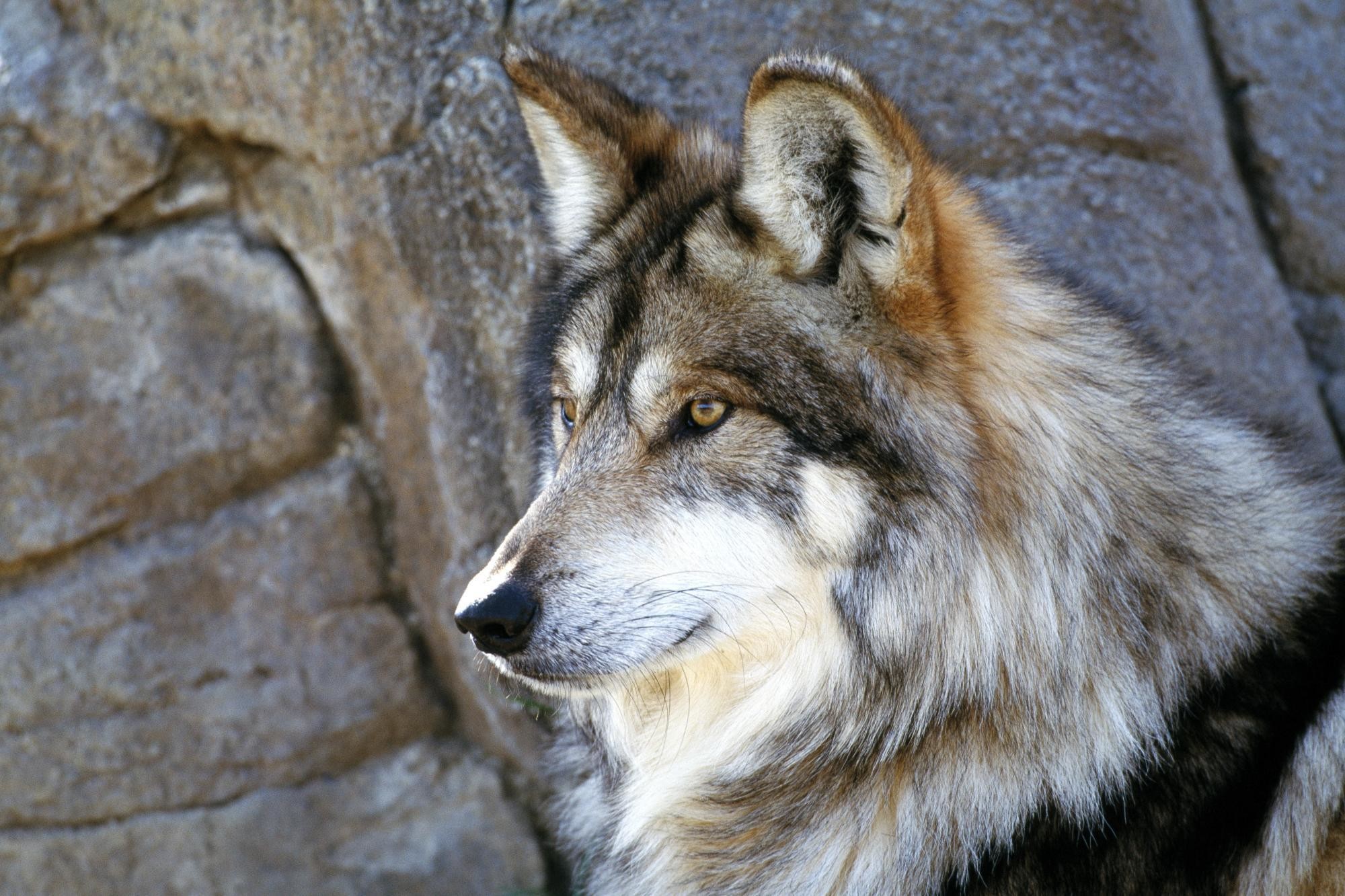 2000x1333 The Majestic Beautiful Gray Wolf