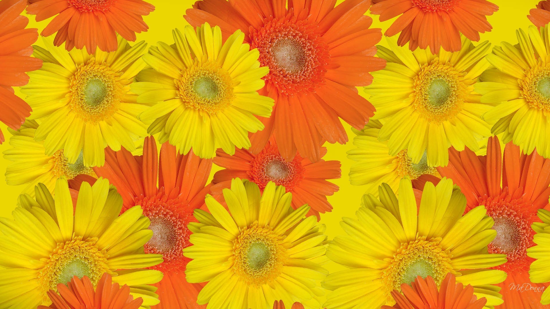 1920x1080 #887711 Color - Gerbaras Daisies Color Autumn Flora Fall Autumns Floral  Flowers Flower Wallpapers Hd