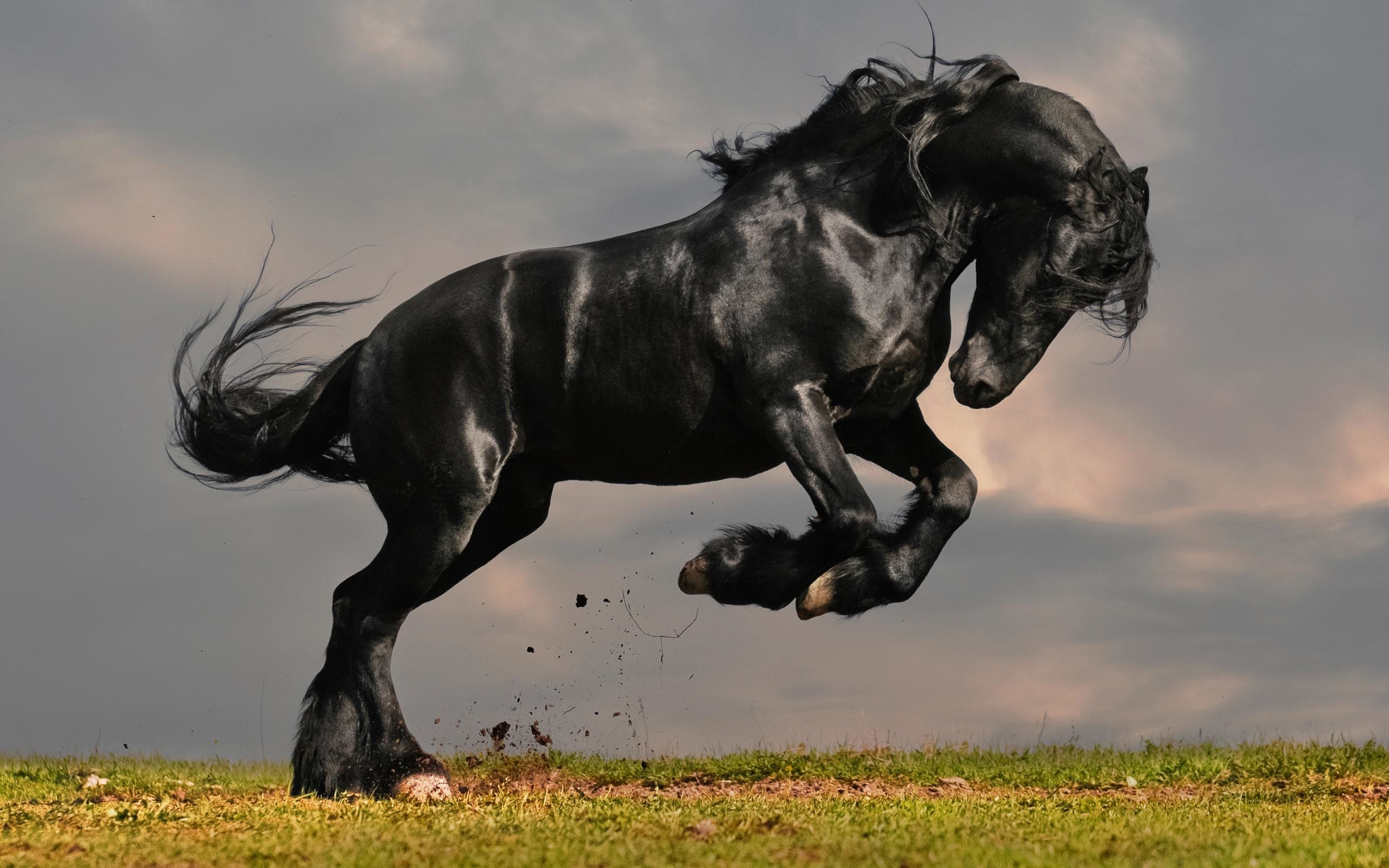 2560x1600 black horse wallpapers