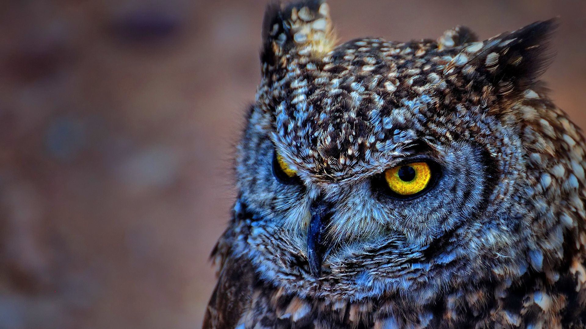 1920x1080 Owl, Wallpapers and Pictures Gallery for mobile and desktop
