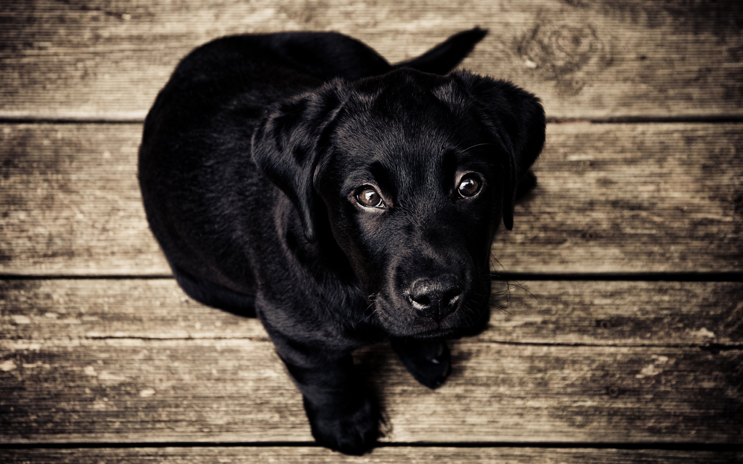 2880x1800 Black Labrador Retriever Puppy - Image #2533 - Licence: Free for Personal  Use -