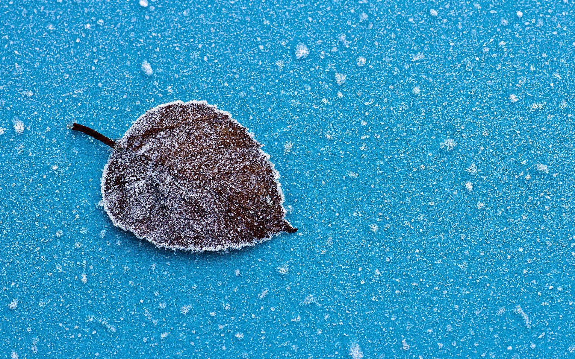 1920x1200 Dry Leaf Blue Background Snow Wallpaper