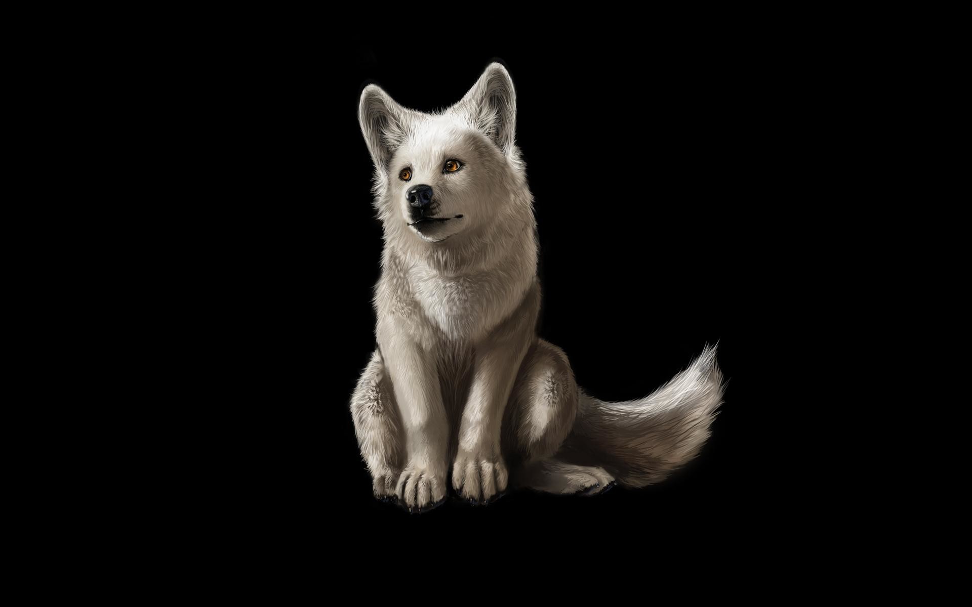 1920x1200 Wallpapers For > Cool White Wolf Backgrounds