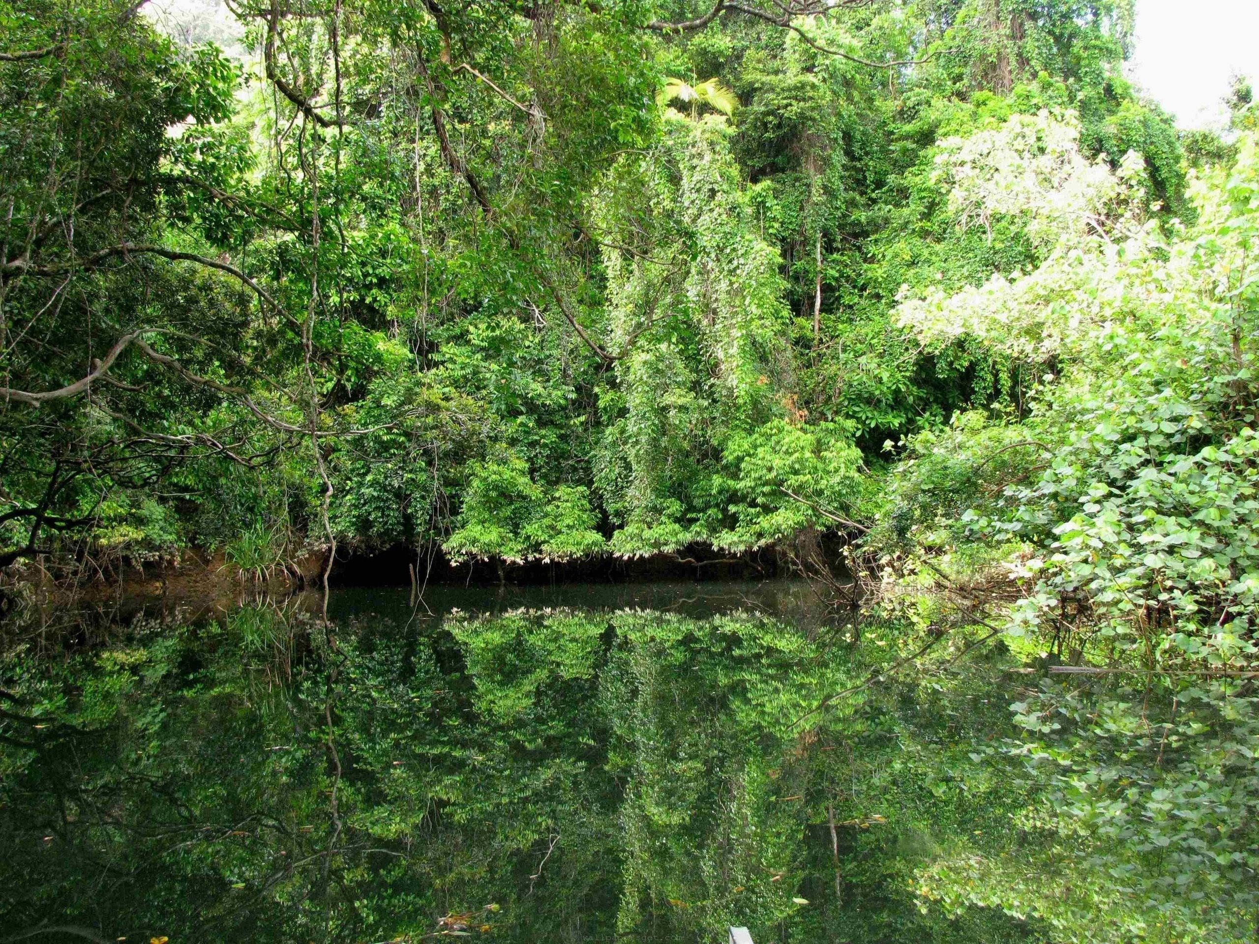 2560x1920  HDQ Images daintree rainforest