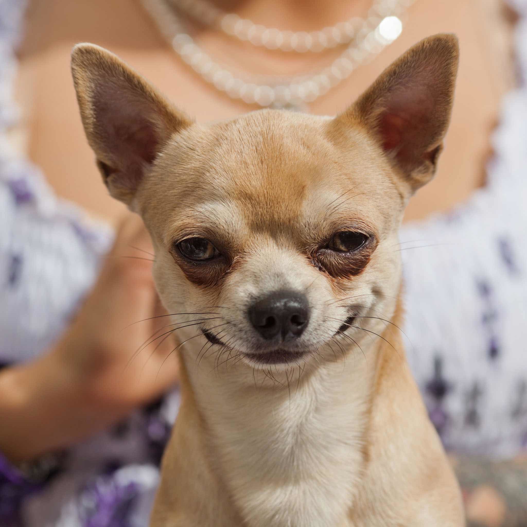 2048x2048 Chihuahua Wallpaper For IPhone Free