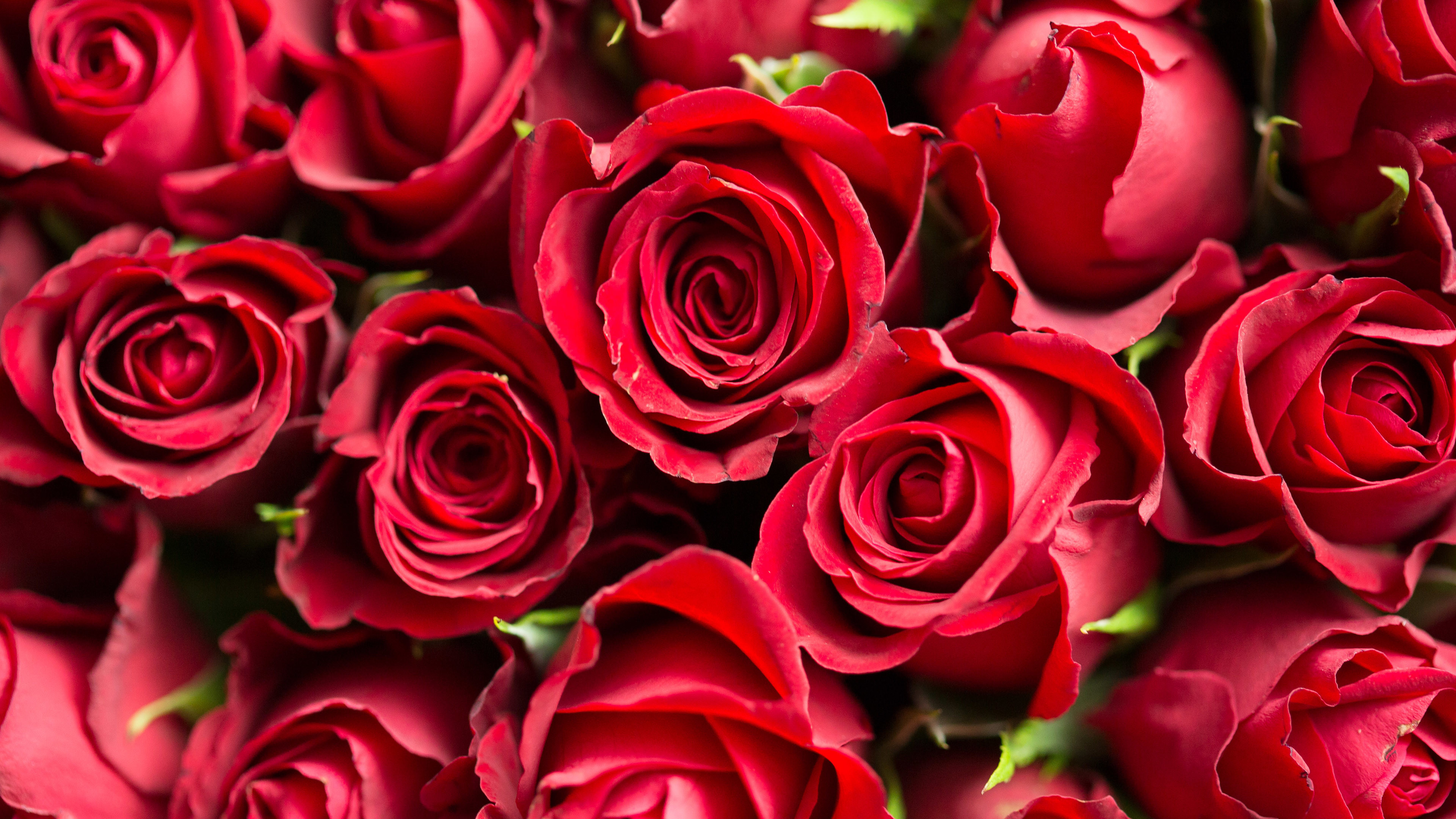 3840x2160 4K Background with Pictures of Red Roses Flower